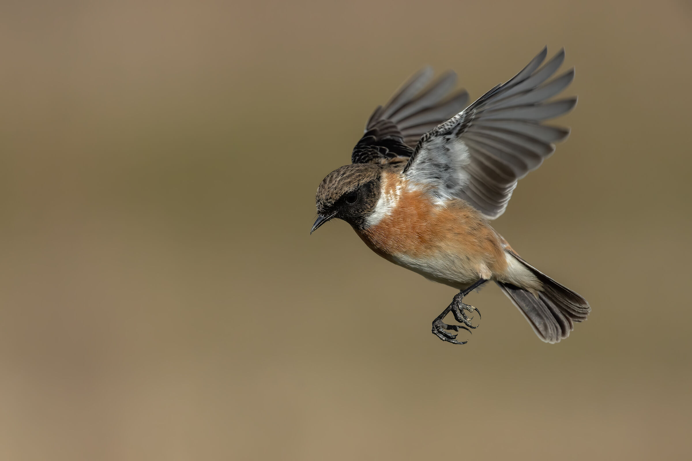 Saltimpalo - European Stonechat