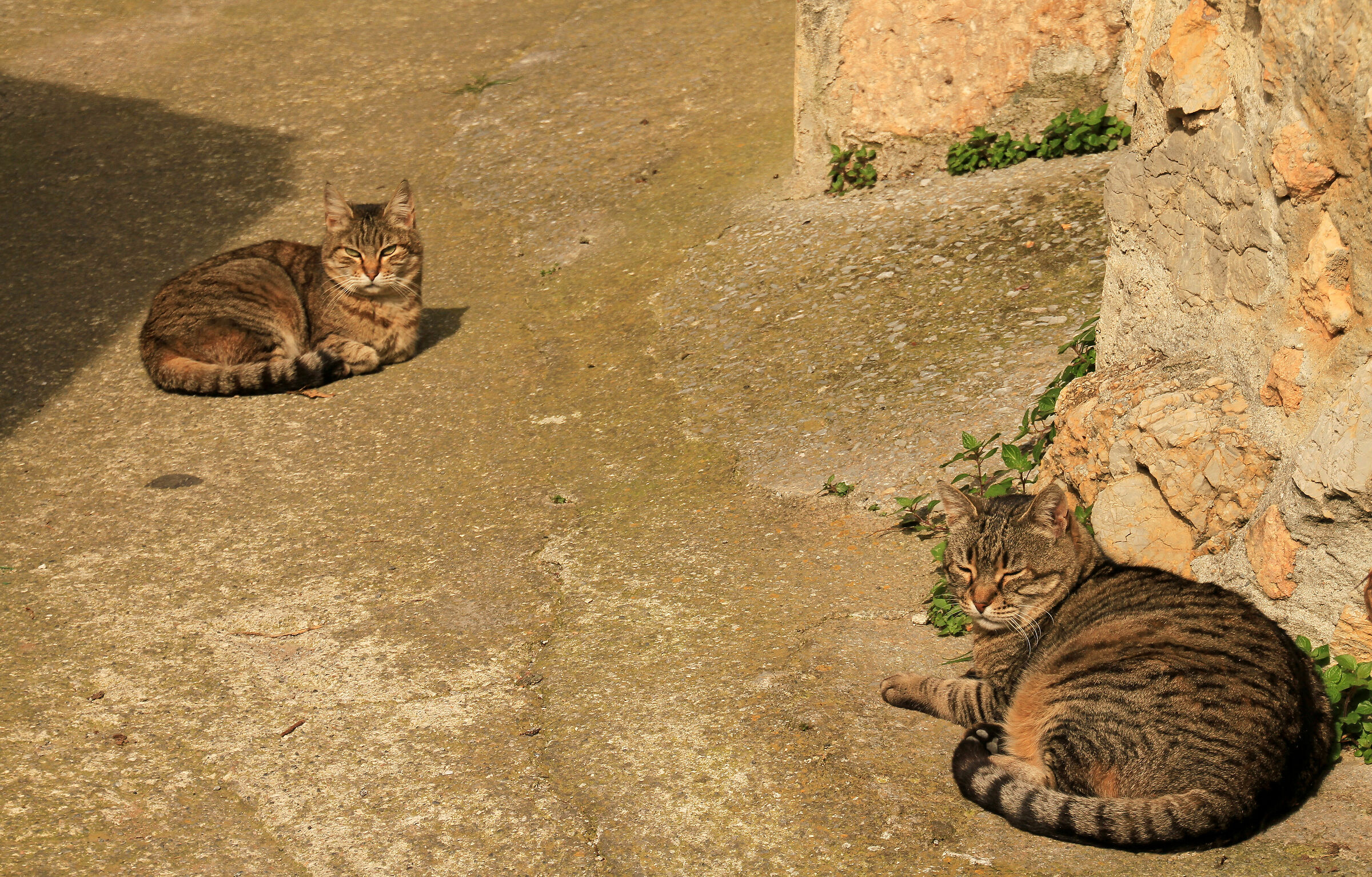 Gatti sonnecchianti al sole della Liguria