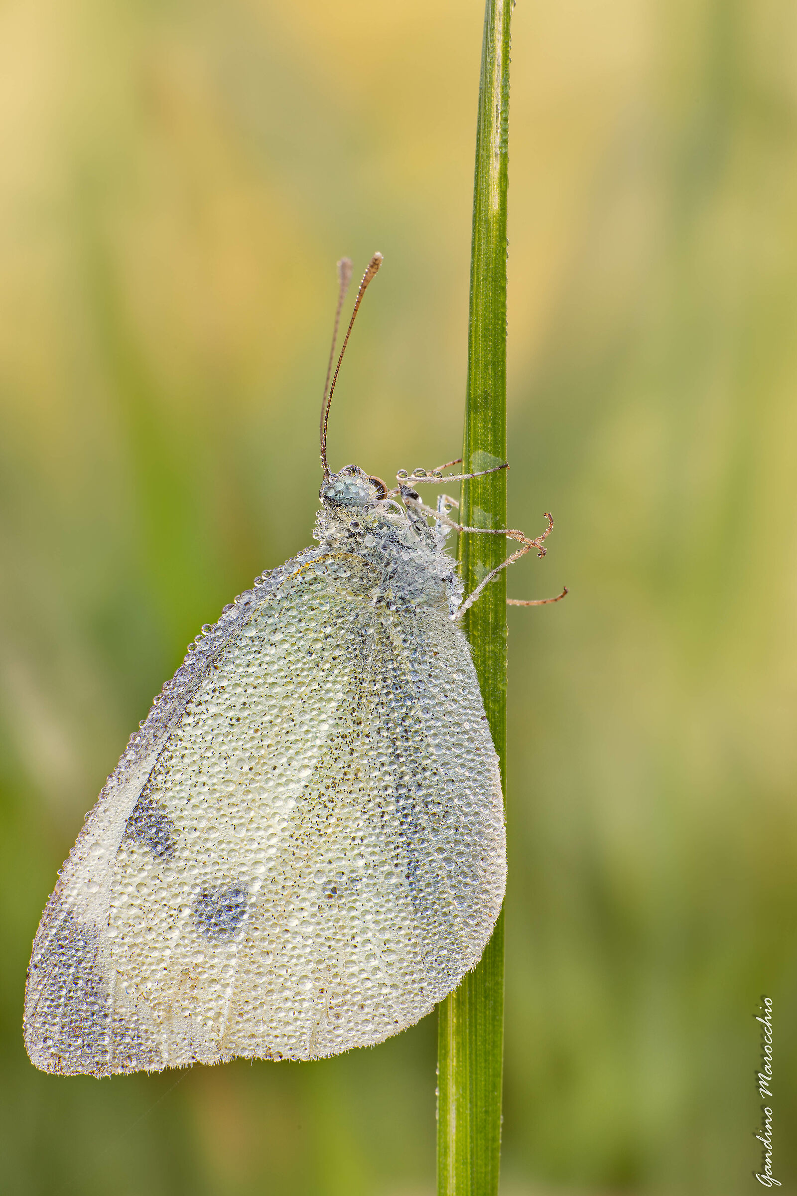 La solita cavolaia (Pieris Rapae)