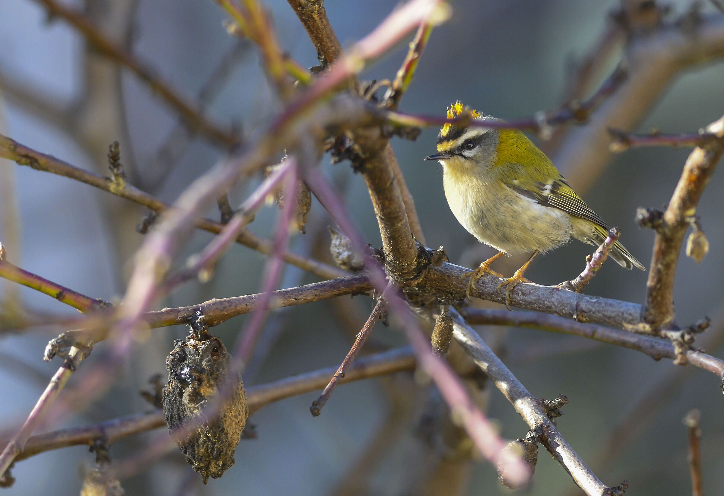 Fiorrancino piccolo folletto