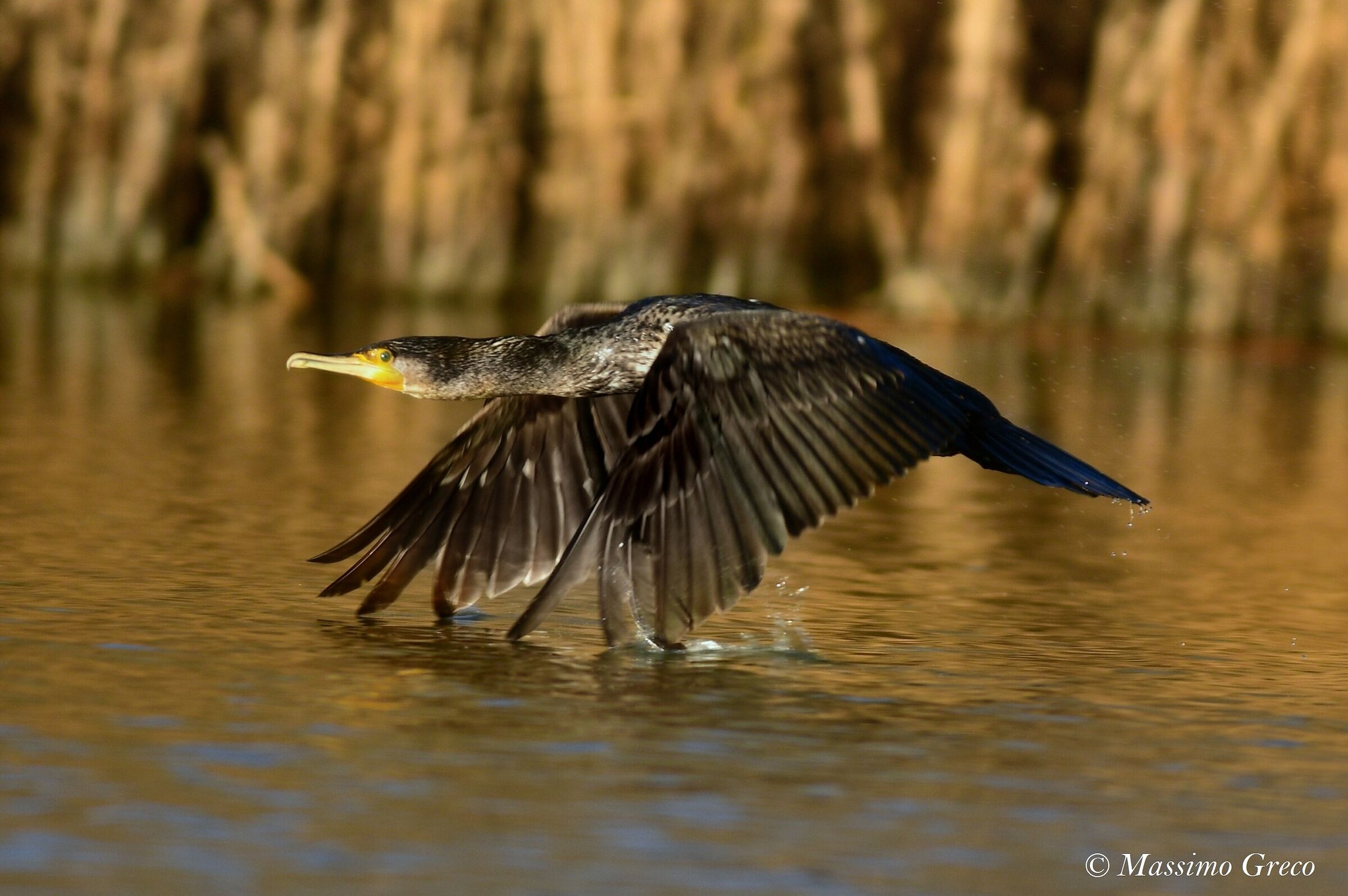 Cormorano taking off