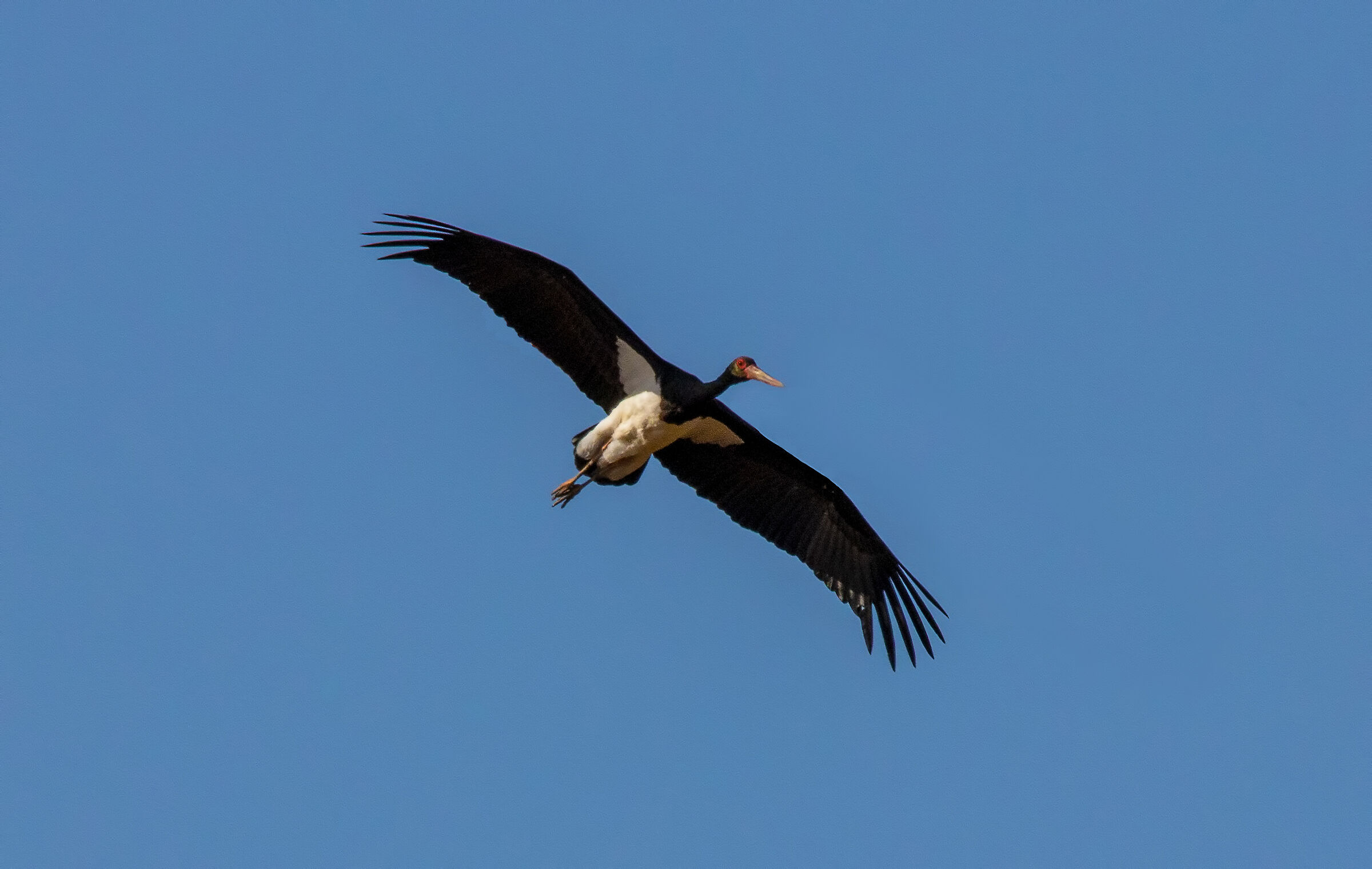 Black Stork