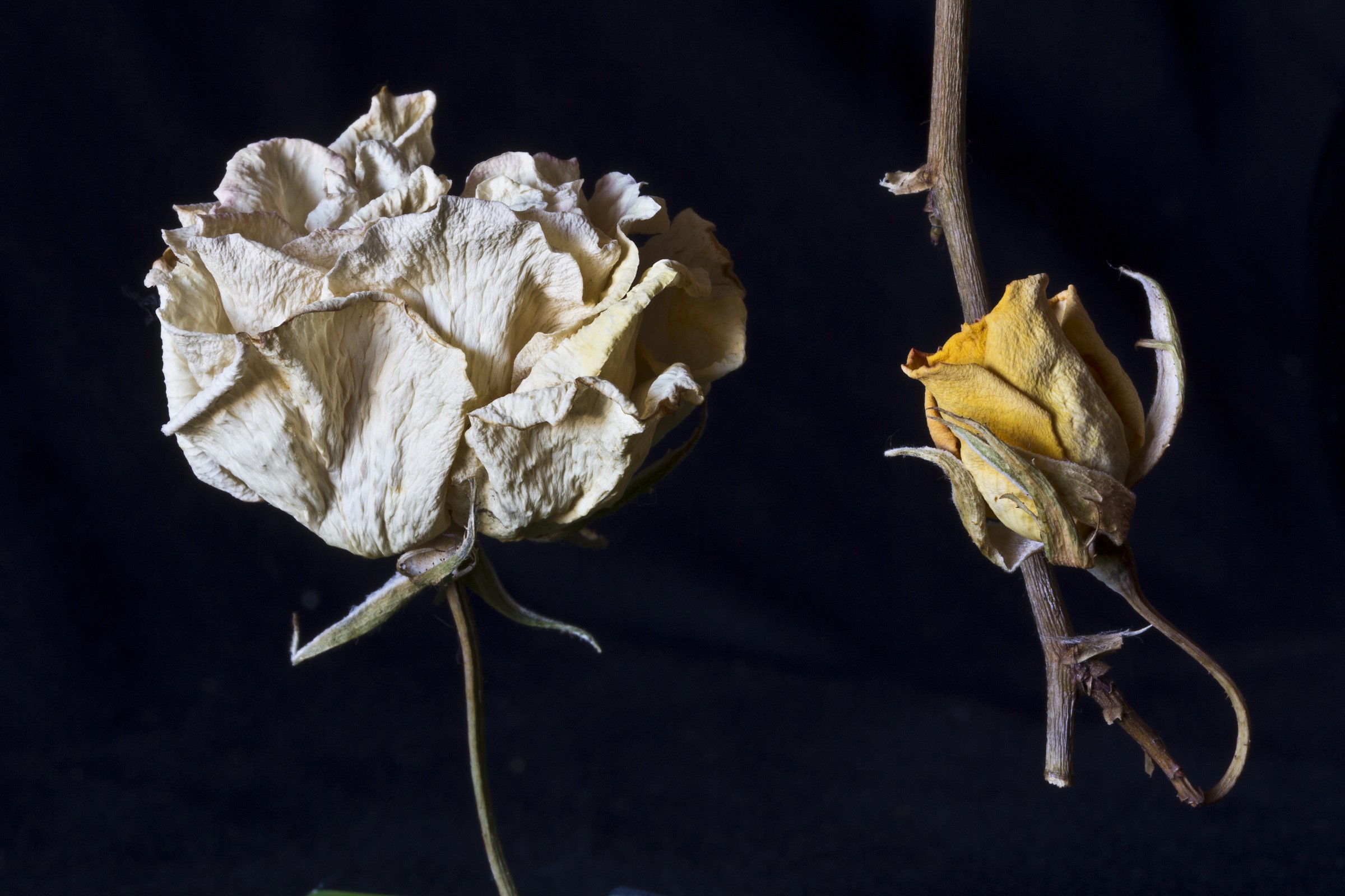 little flower, what is left of you (low key) 1