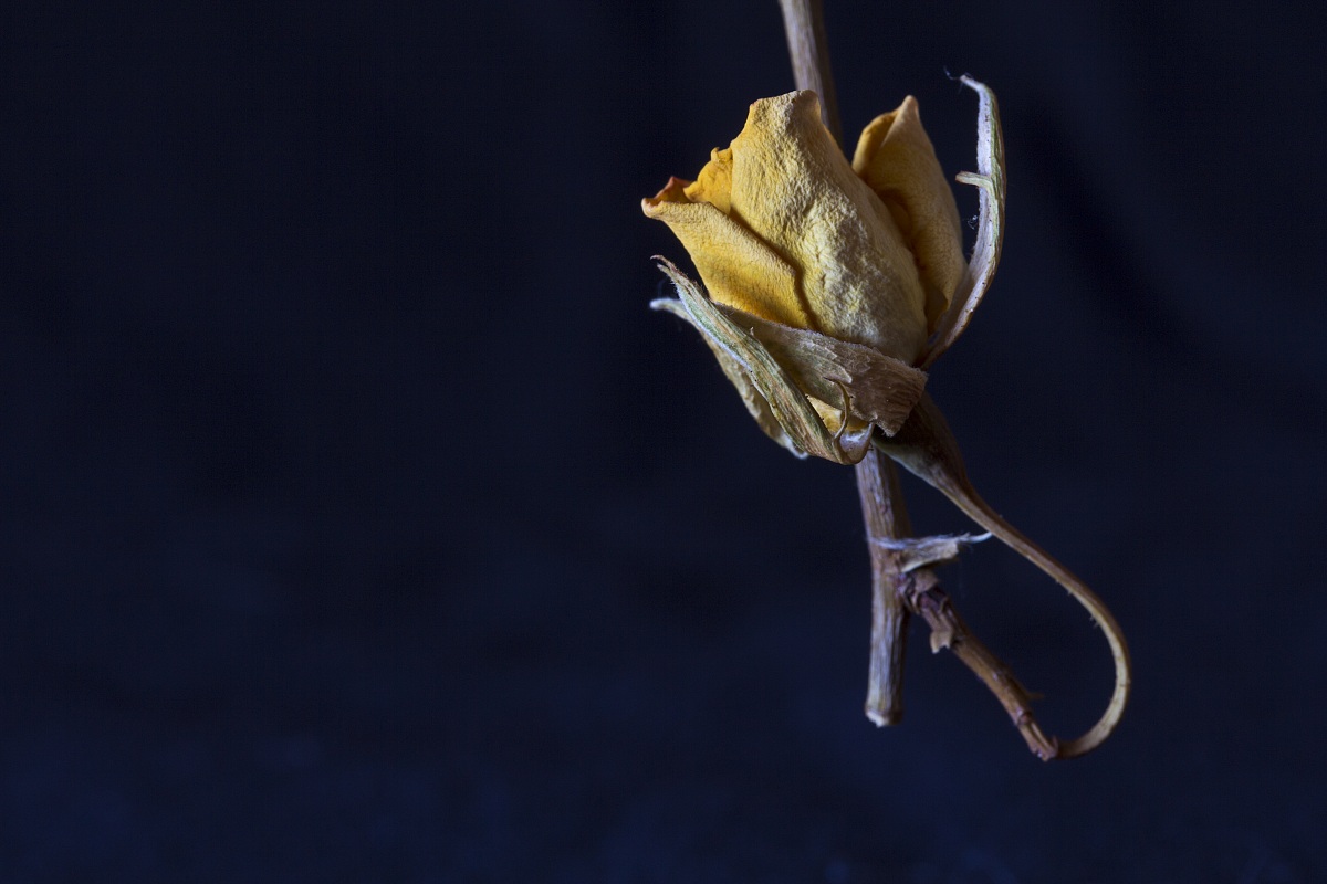 little flower, what is left of you (low key) 2