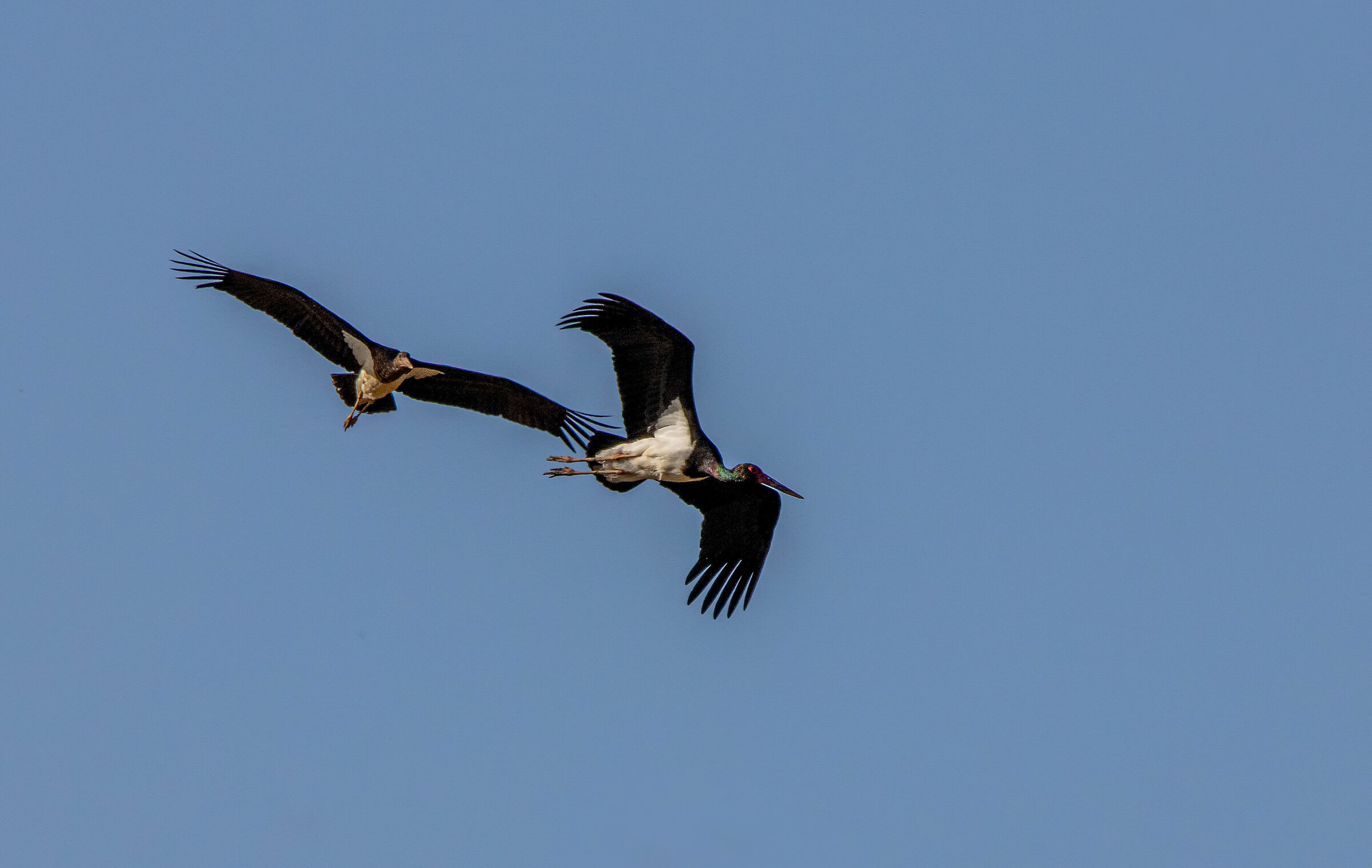 Black Stork