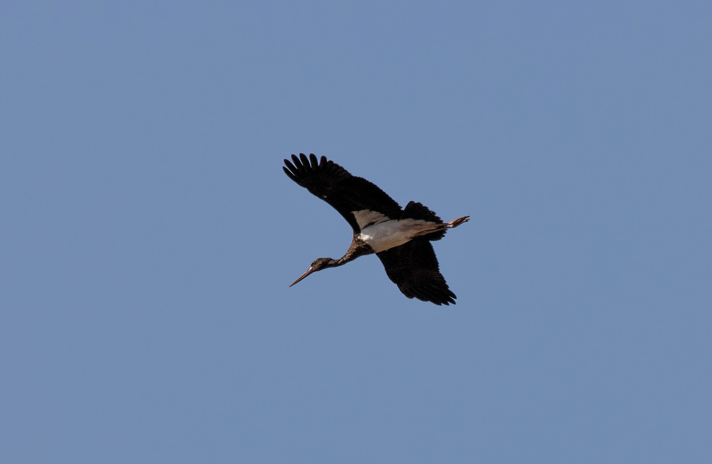 Black Stork
