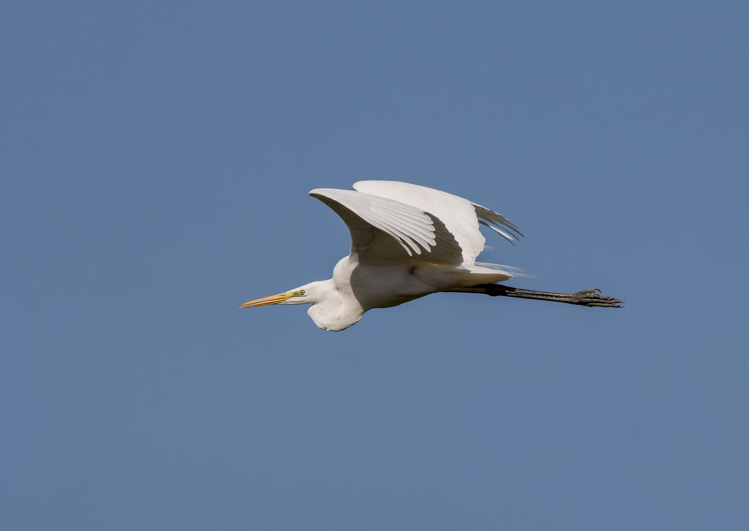 Major White Heron in Flight