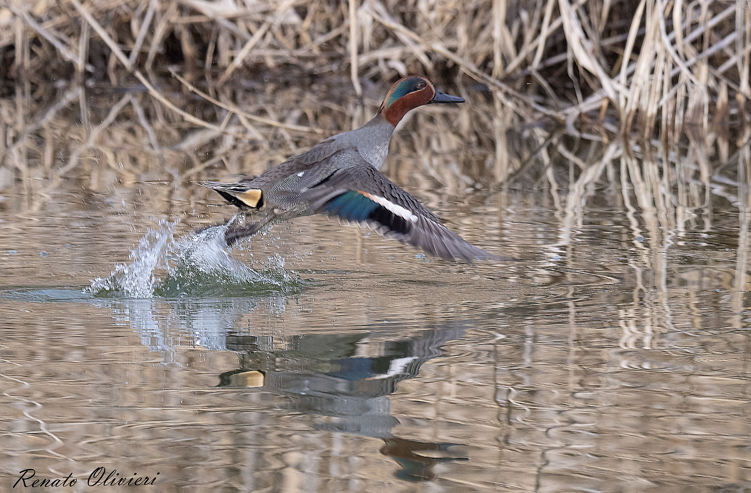 Alzavola (Anas crecca)