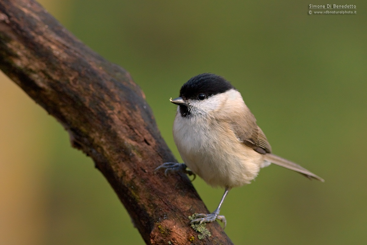 marsh tit