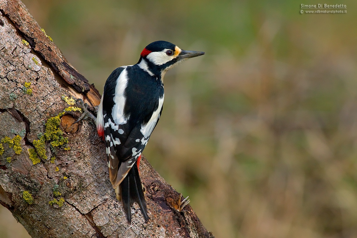 Woodpecker