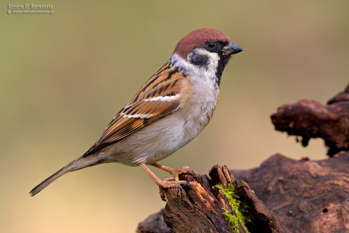 Tree Sparrow