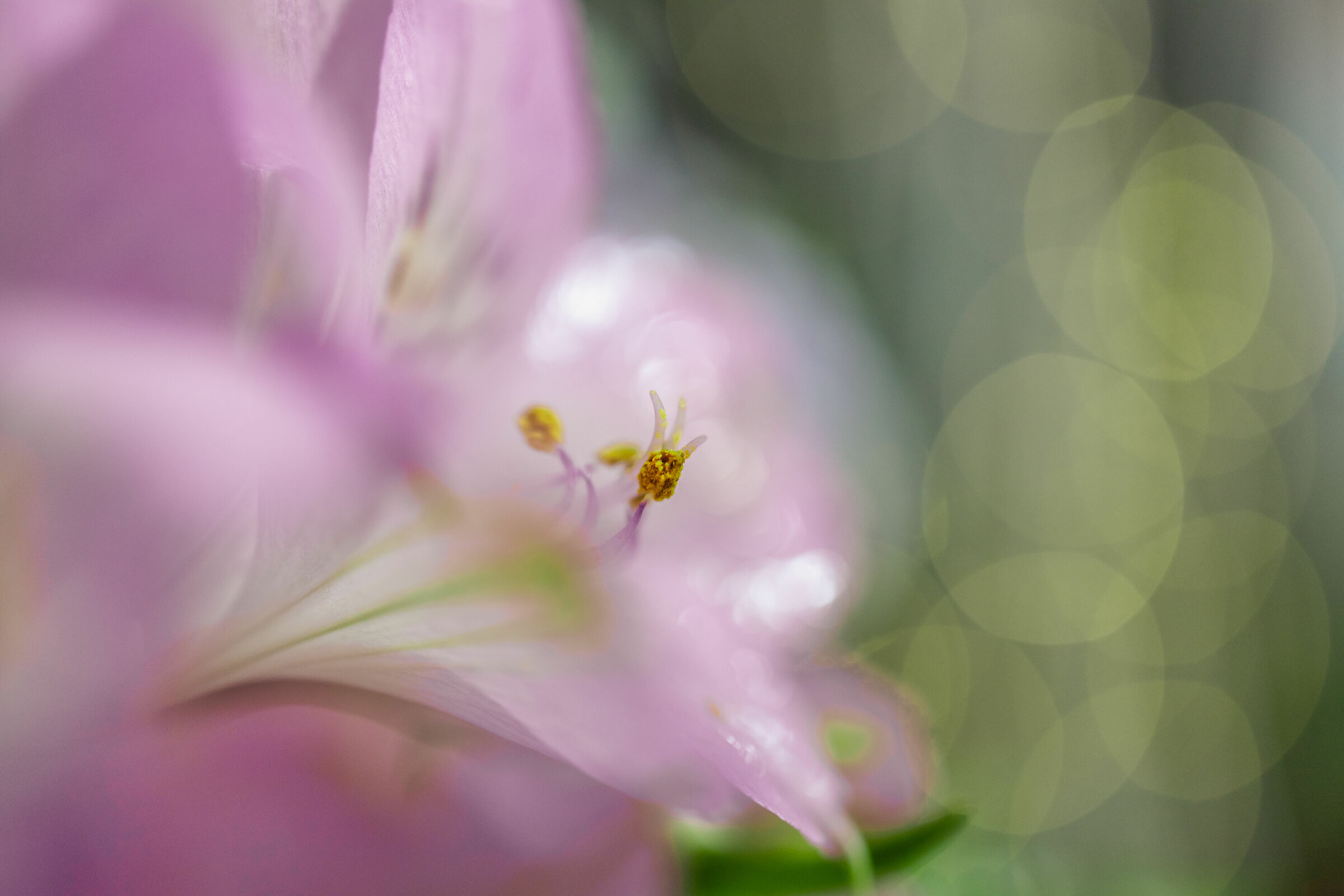 Flowers, Light & Bokeh