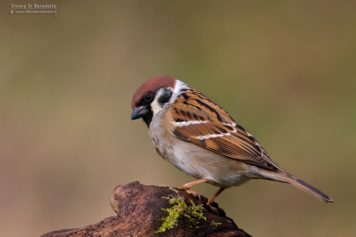 Tree Sparrow