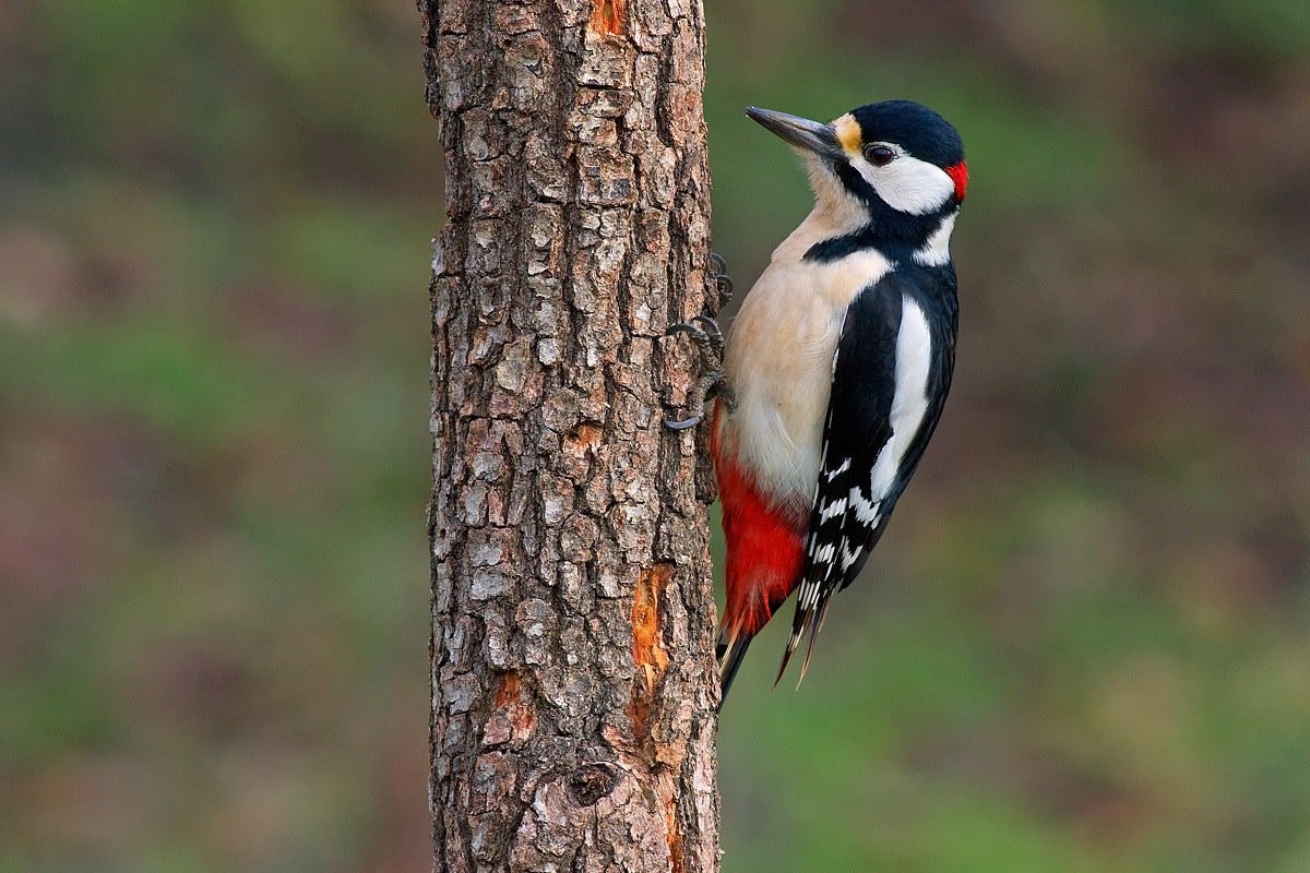 Picchio rosso maggiore