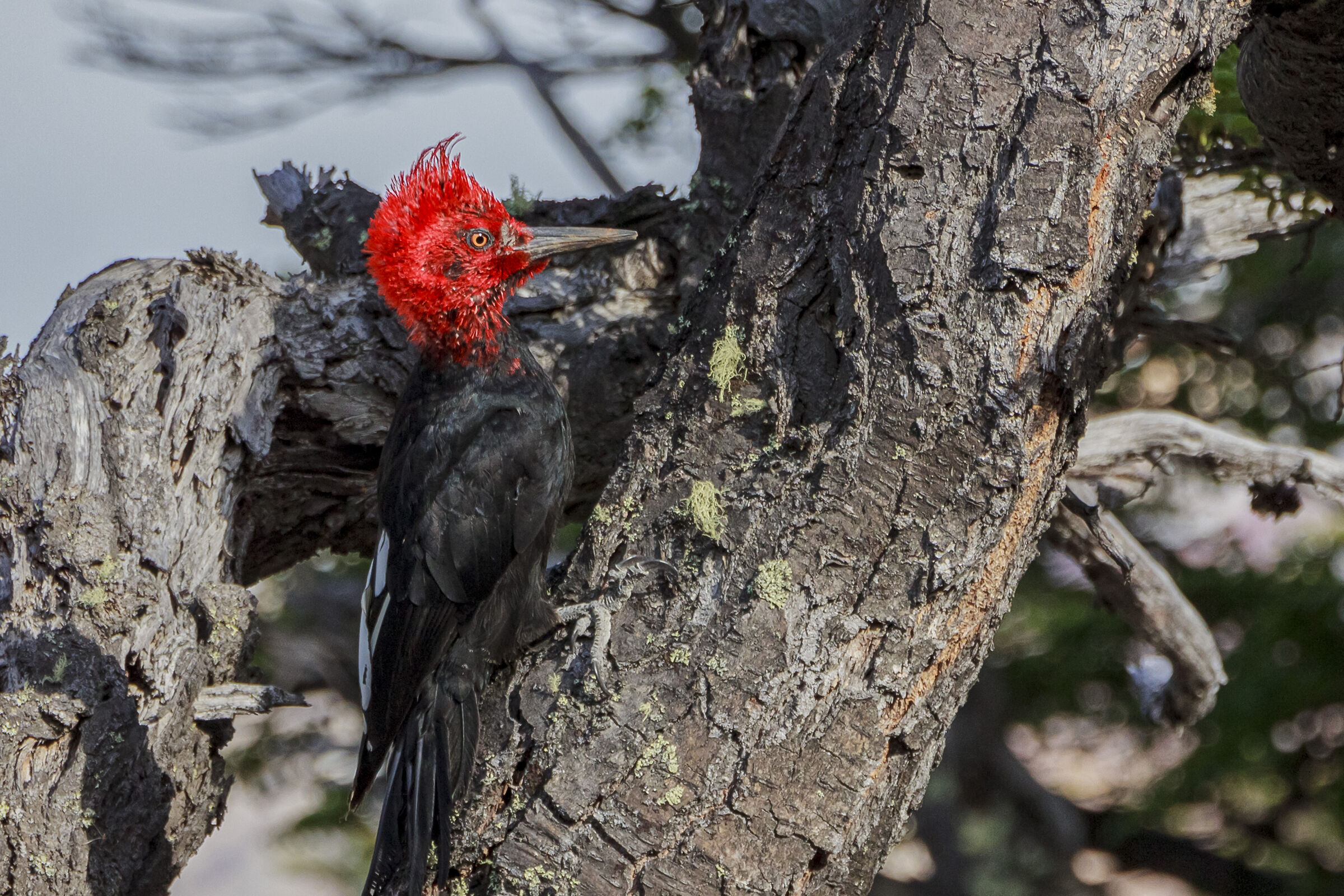 Picchio di Magellano(Campephilus magellanicus)Patagonia