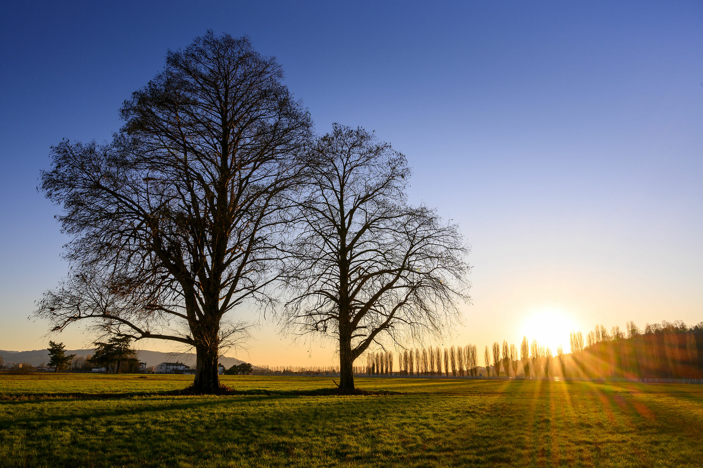 Pair of trees at sunset