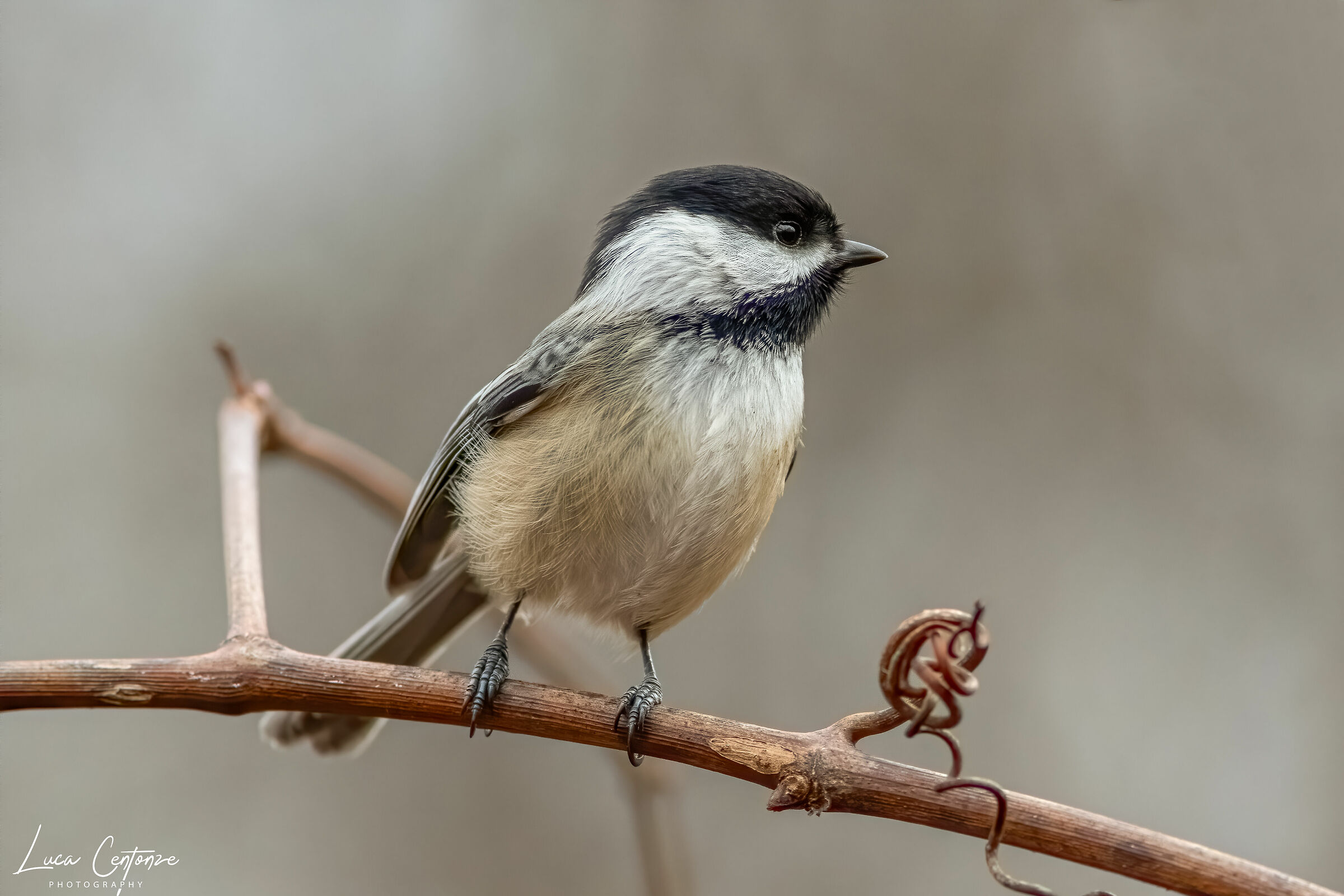 Black Capped Chickadee (Poecile atricapillus)