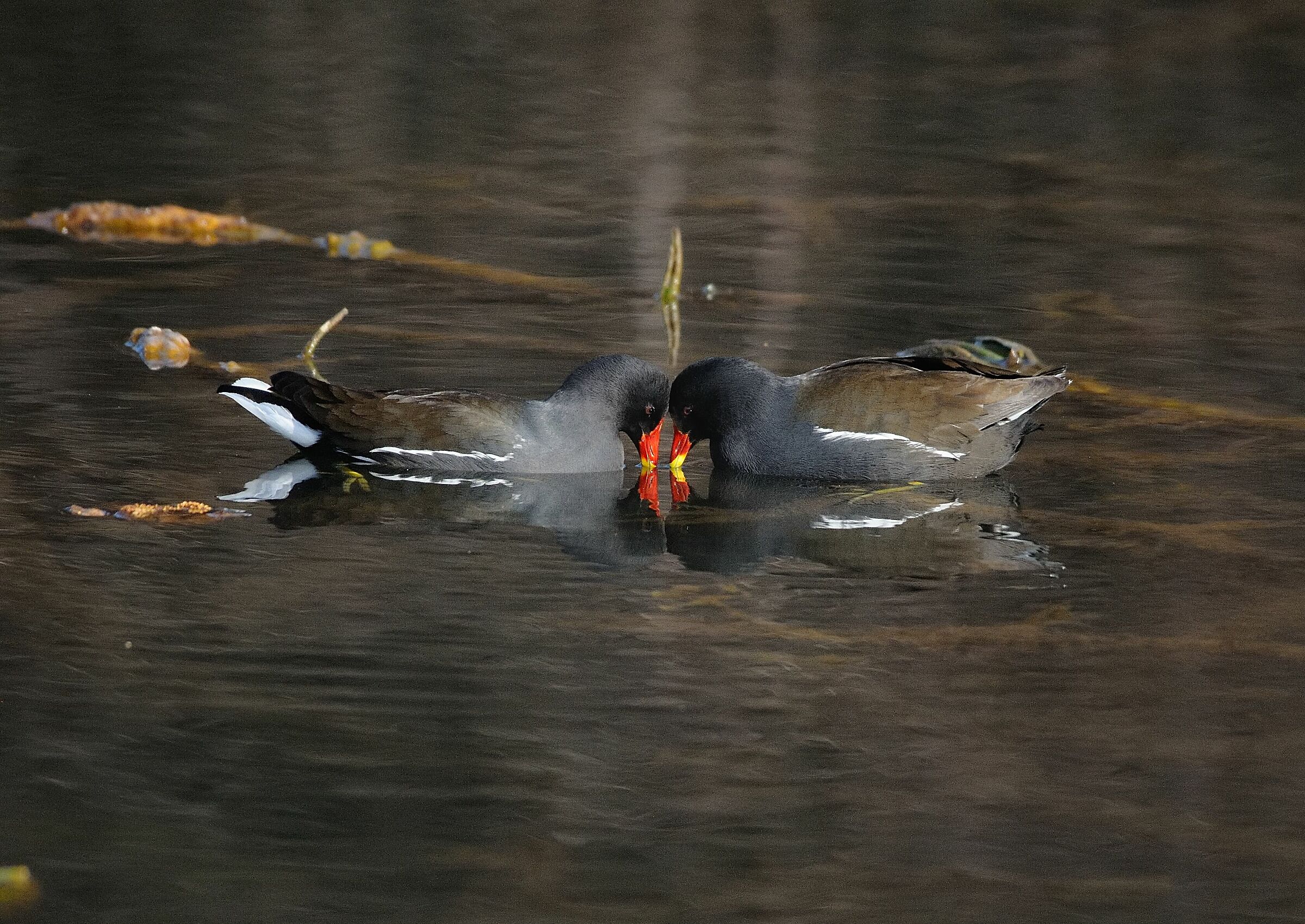 Gallinelle d'acqua in love