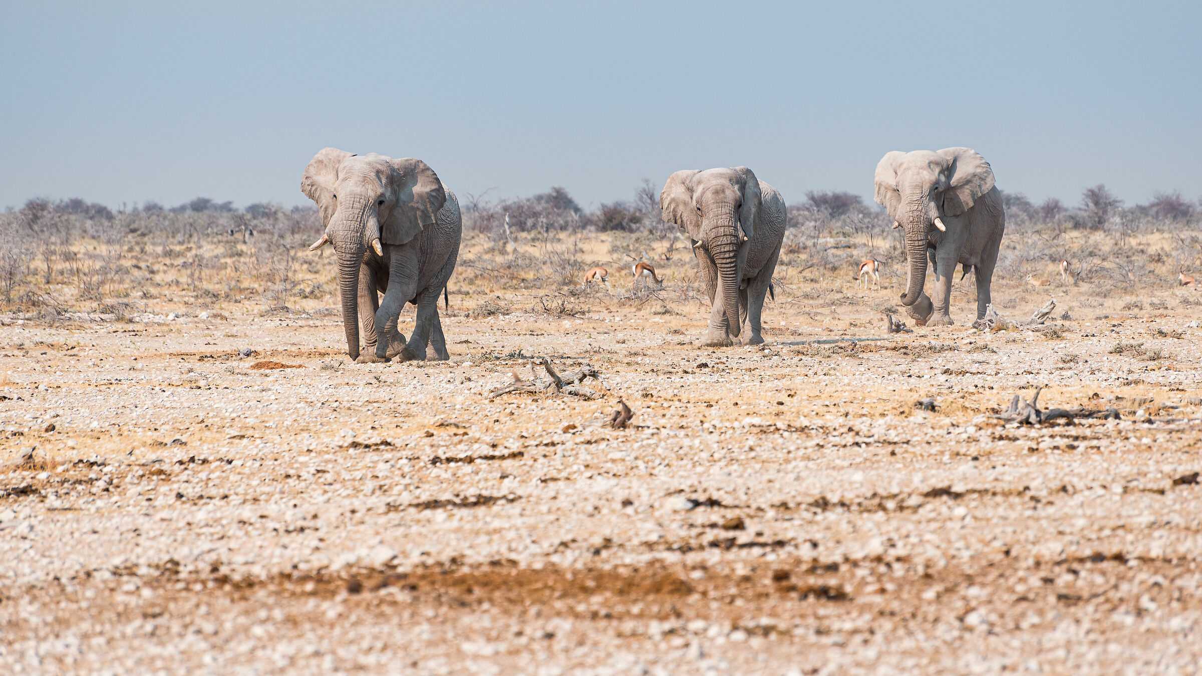 The ghosts of Etosha