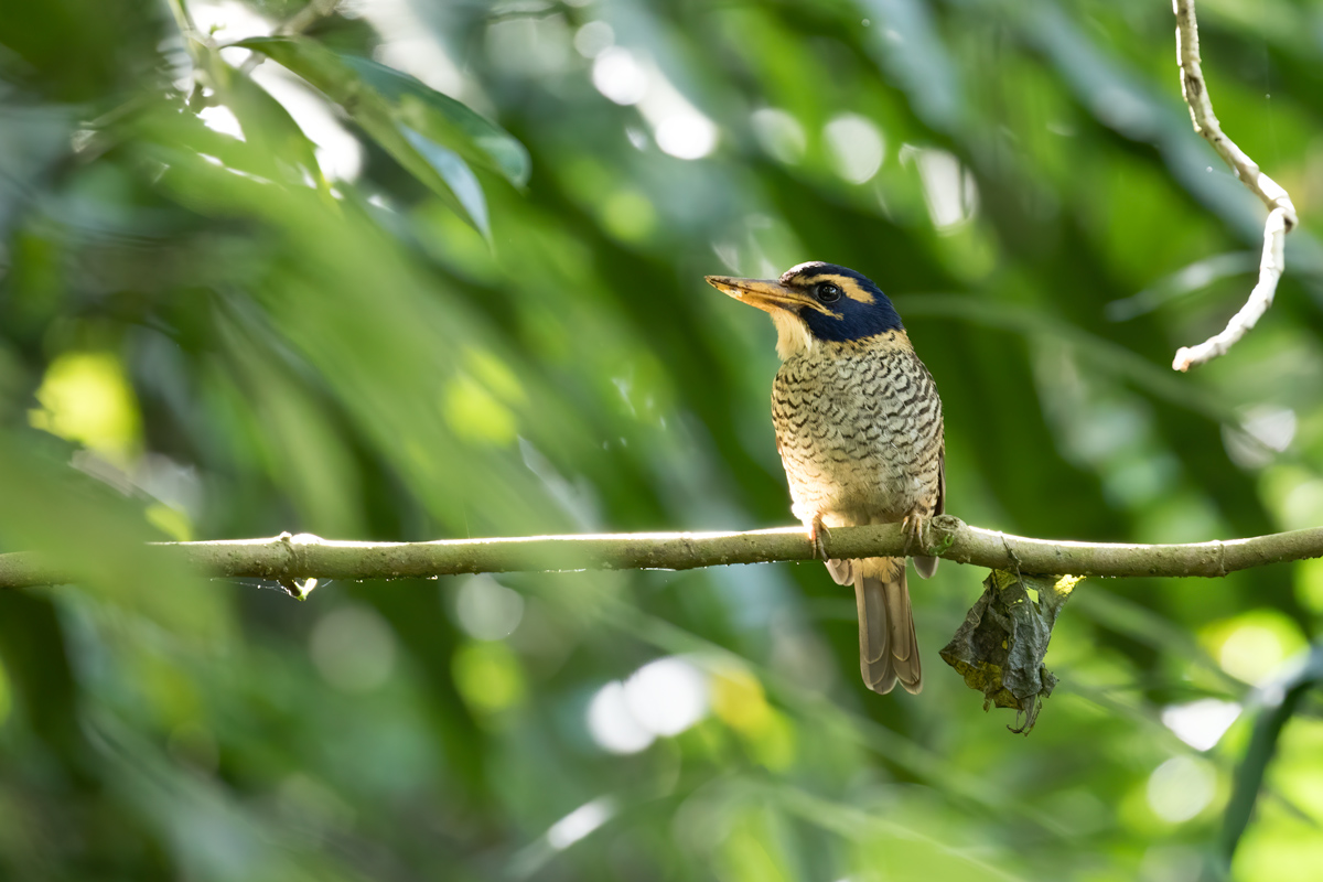 Scaly-Breasted Kingfisher