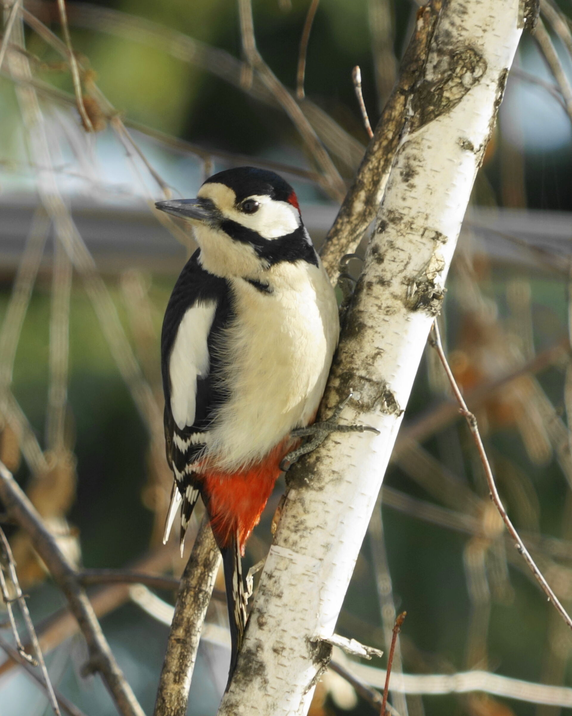 major red woodpecker on birch