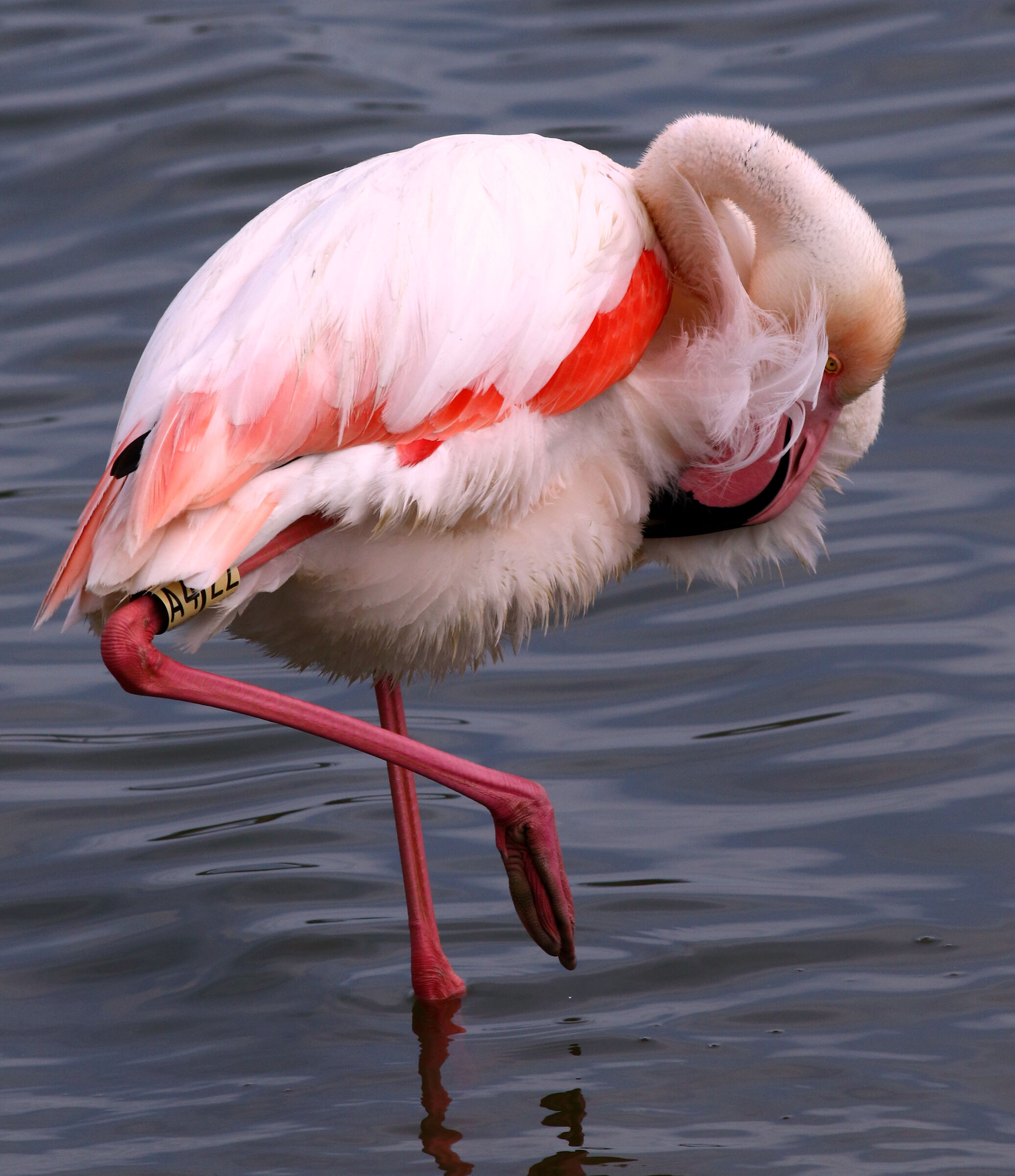 Portrait of Flamingo Siculo.