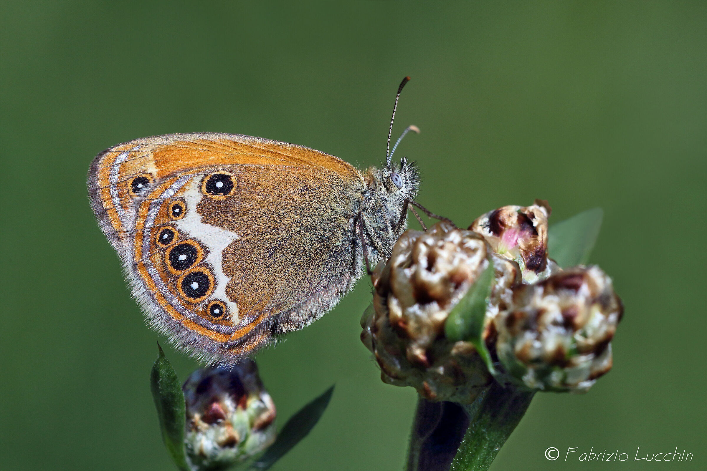 Arcany Coenonympha