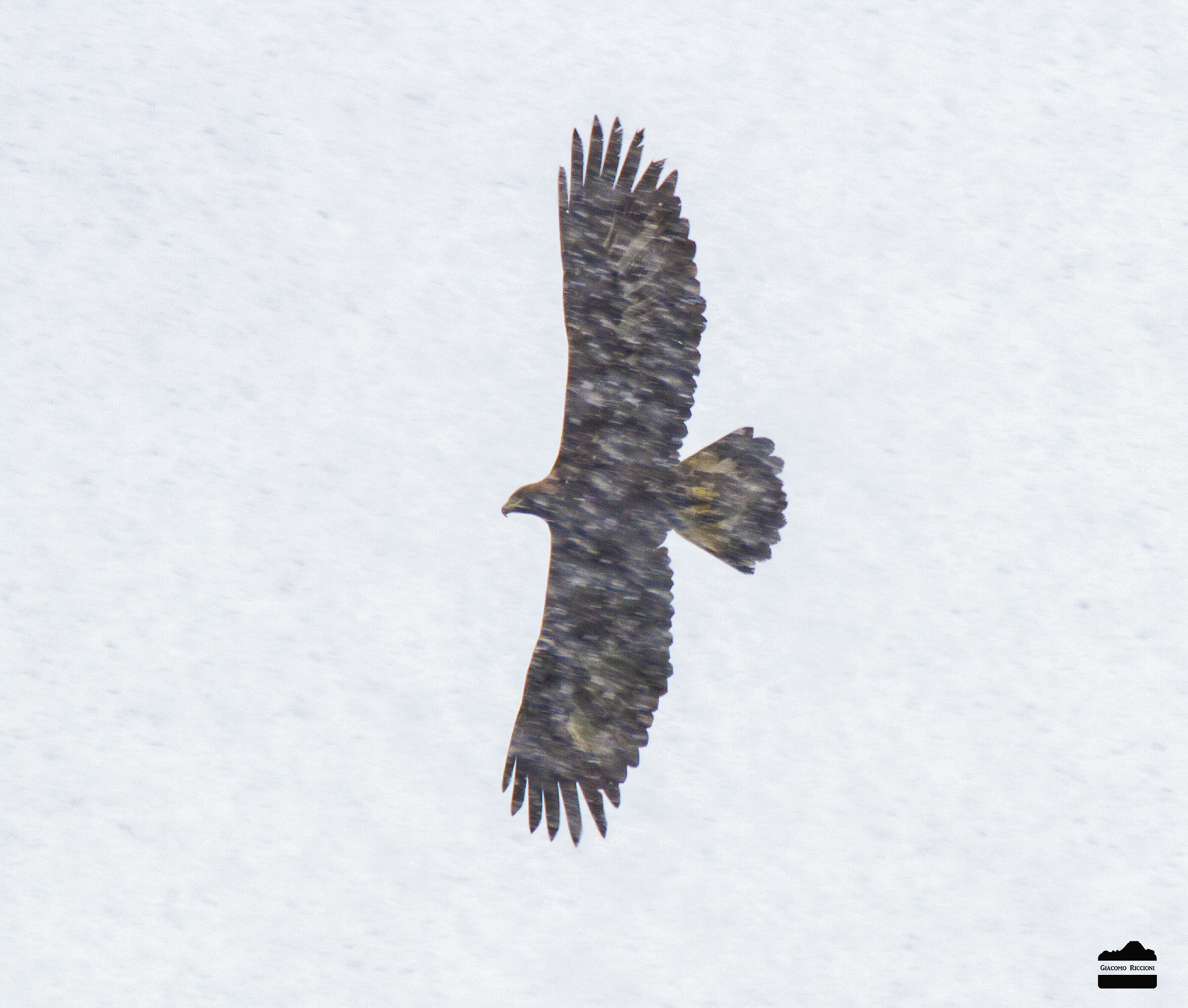 Royal Eagle in the Blizzard