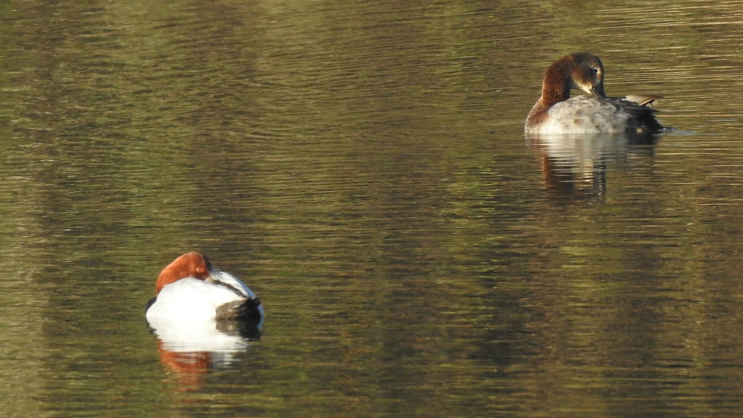 Moriglione e moretta