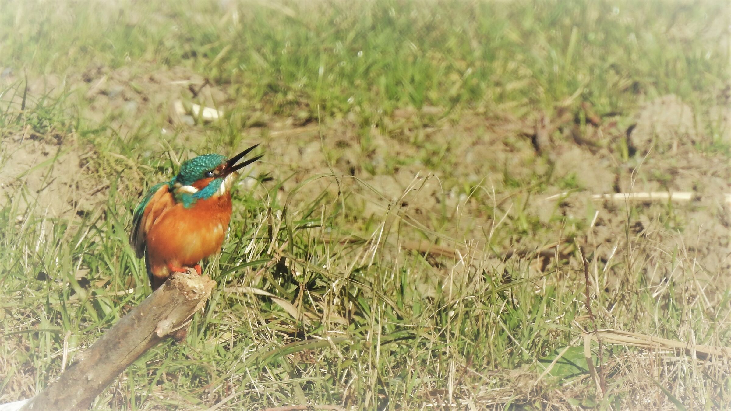 Il martino minaccioso