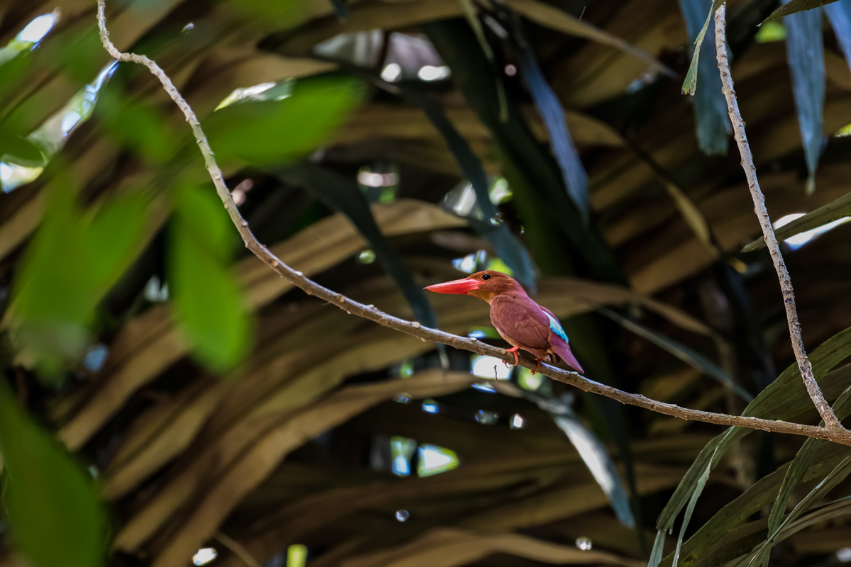 Ruddy Kingfisher, New York
