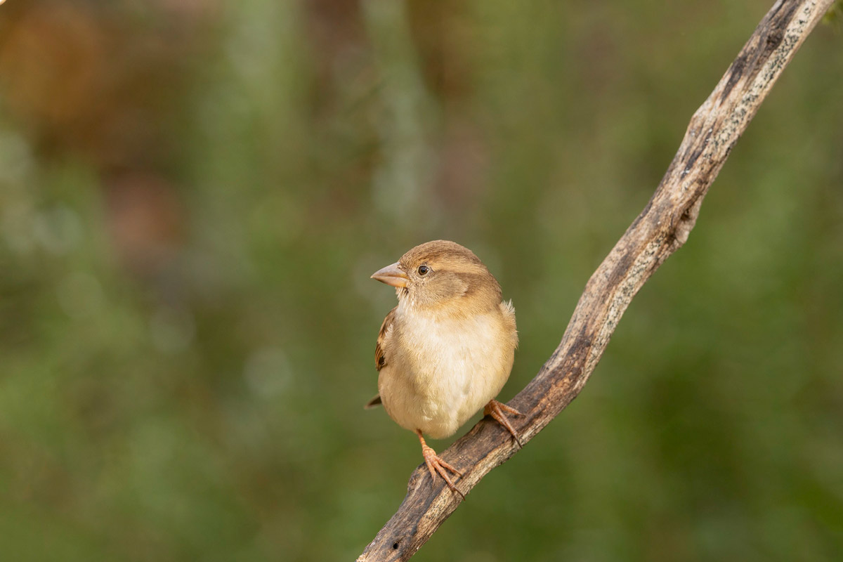 Passera d'Itlaia (f)