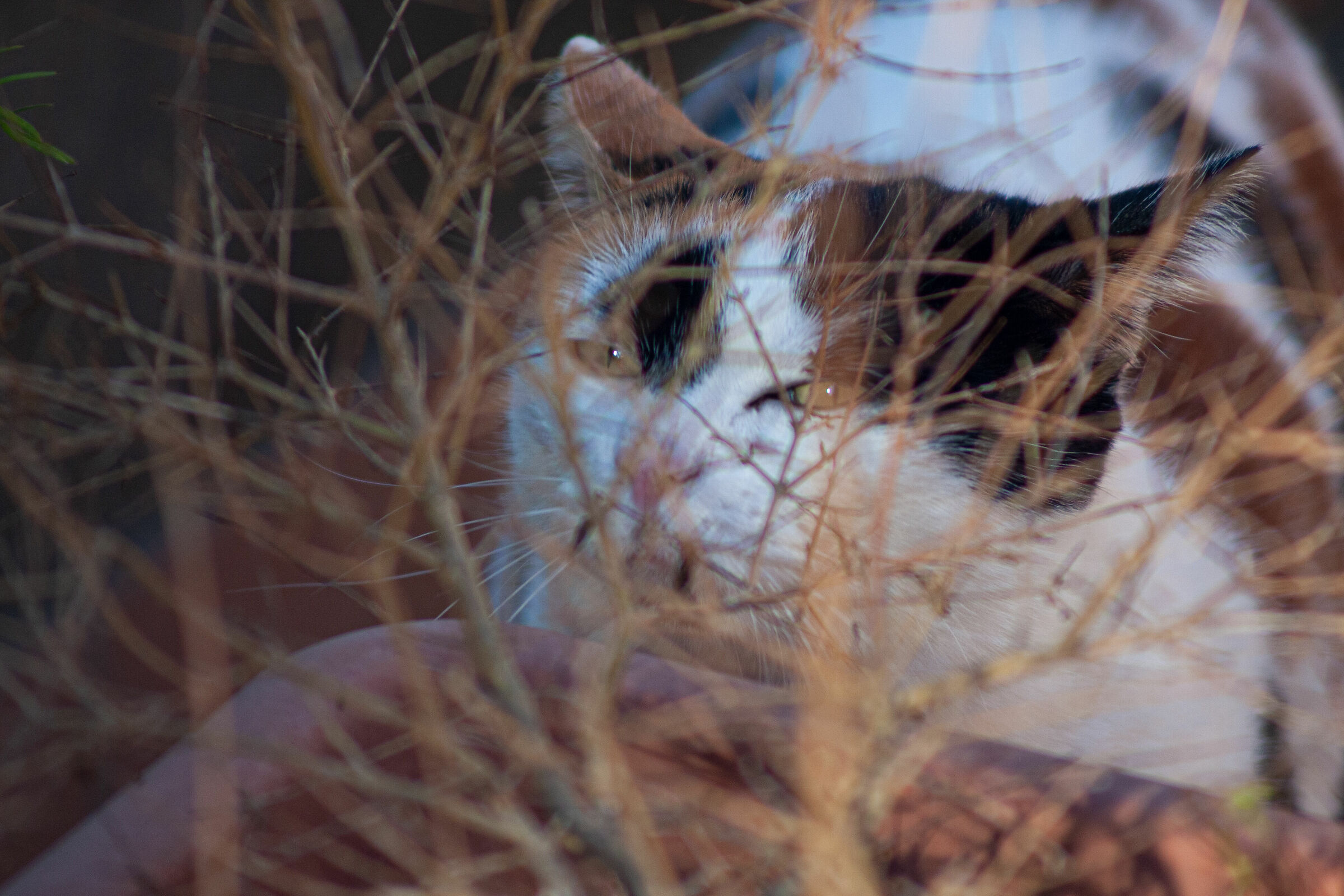 Lucy standing behind a vase