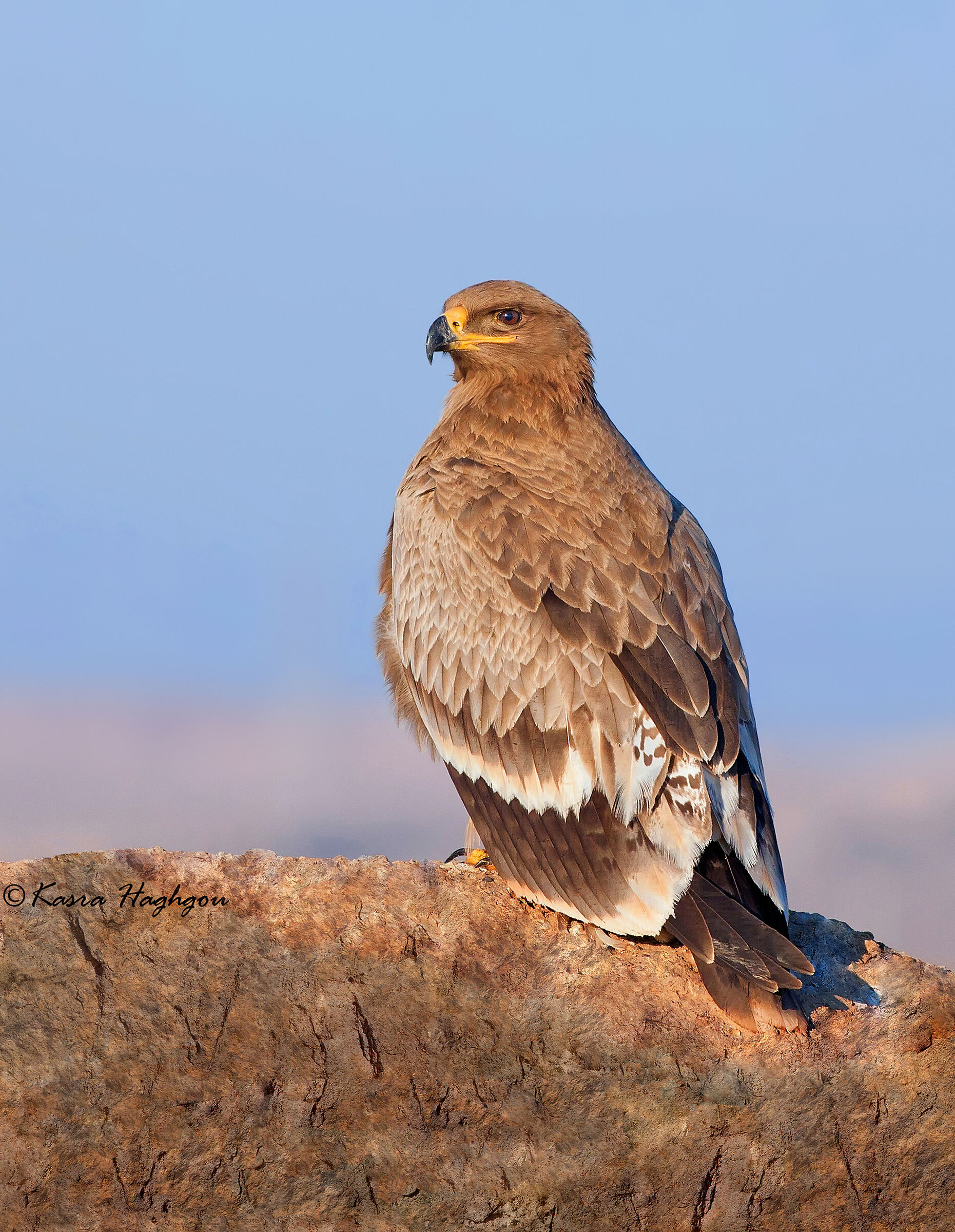 Aquila della steppa