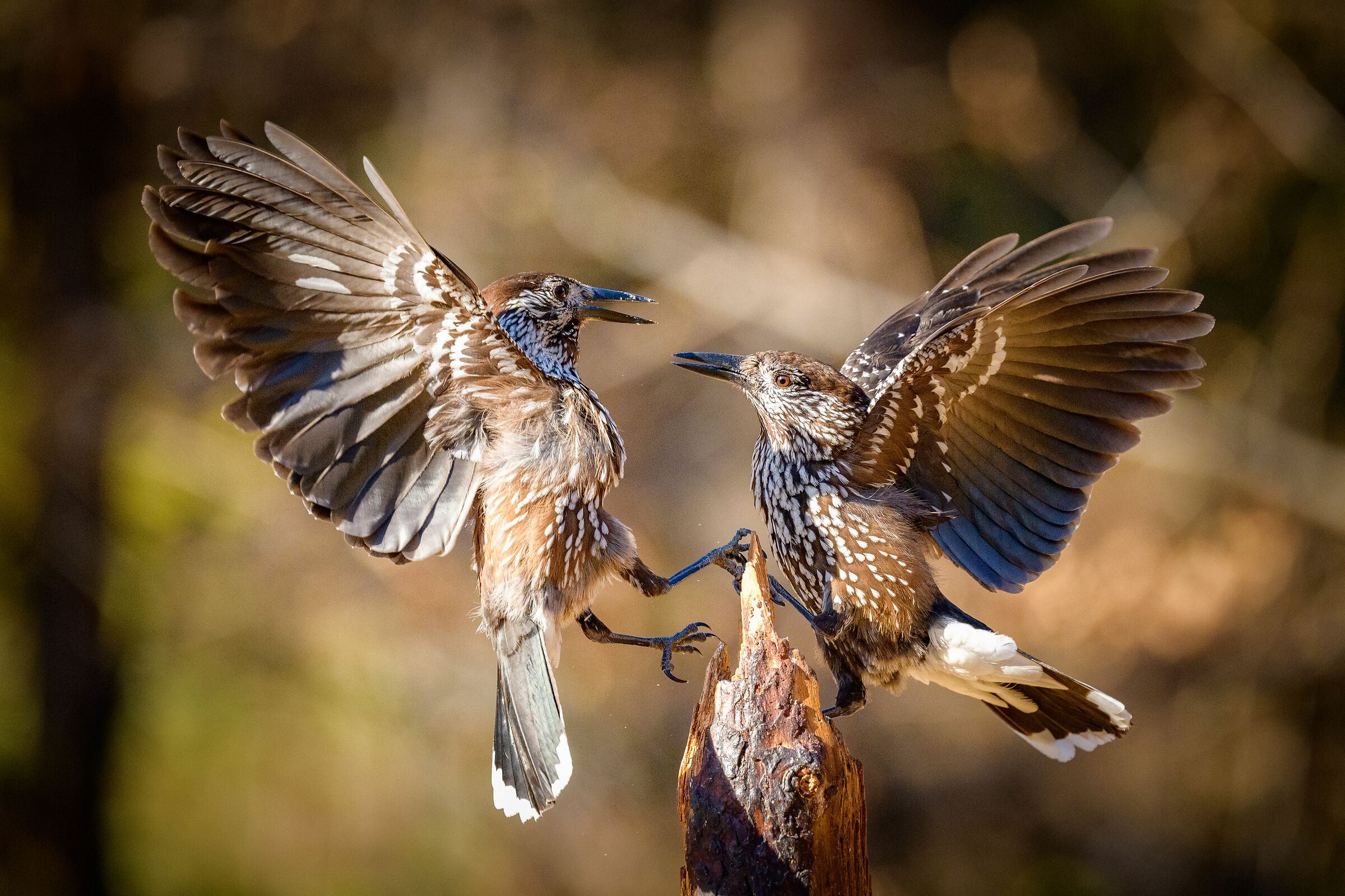 nocciolaie dolomiti venete