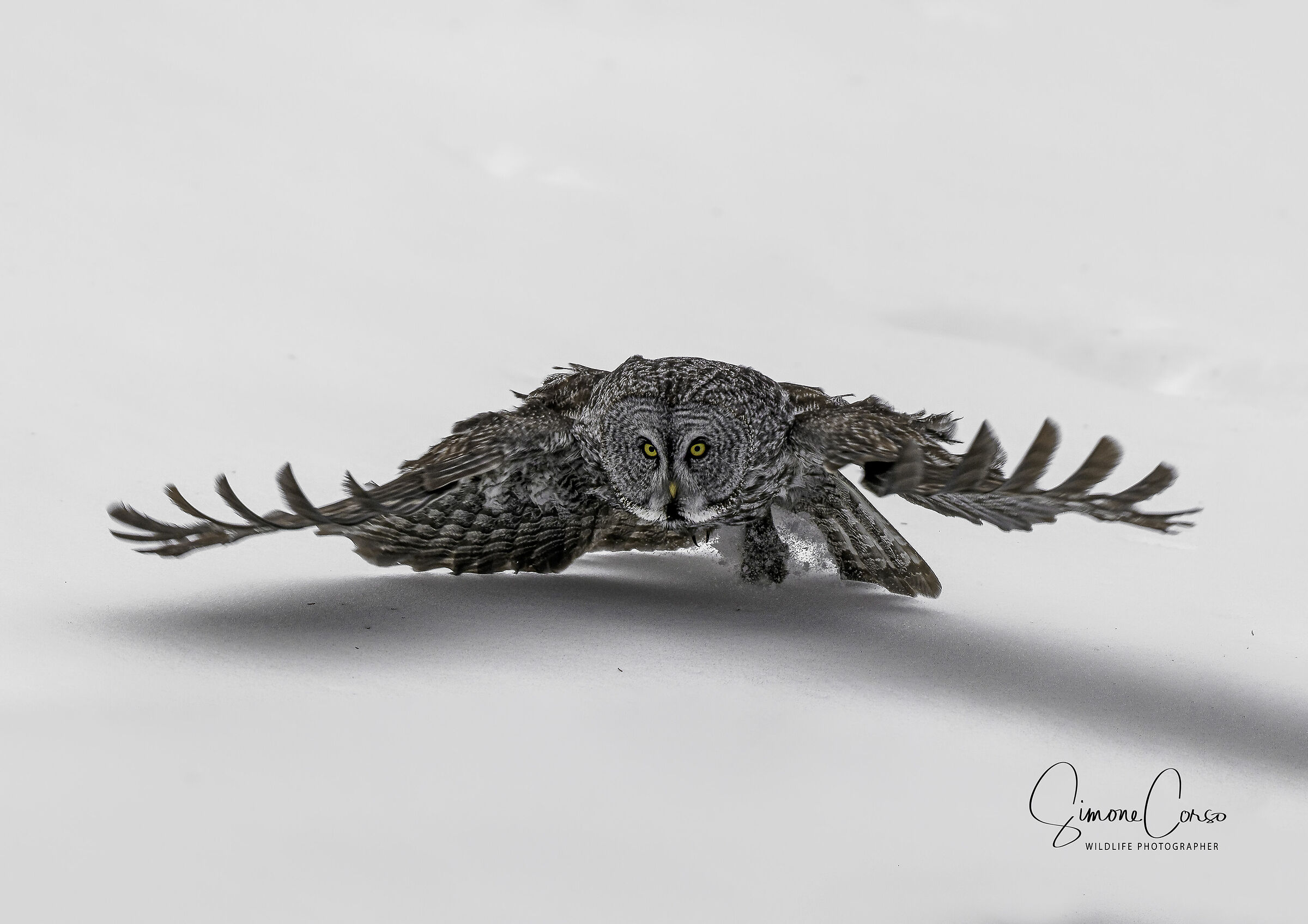 Strix Nebulosa - Allocco di Lapponia