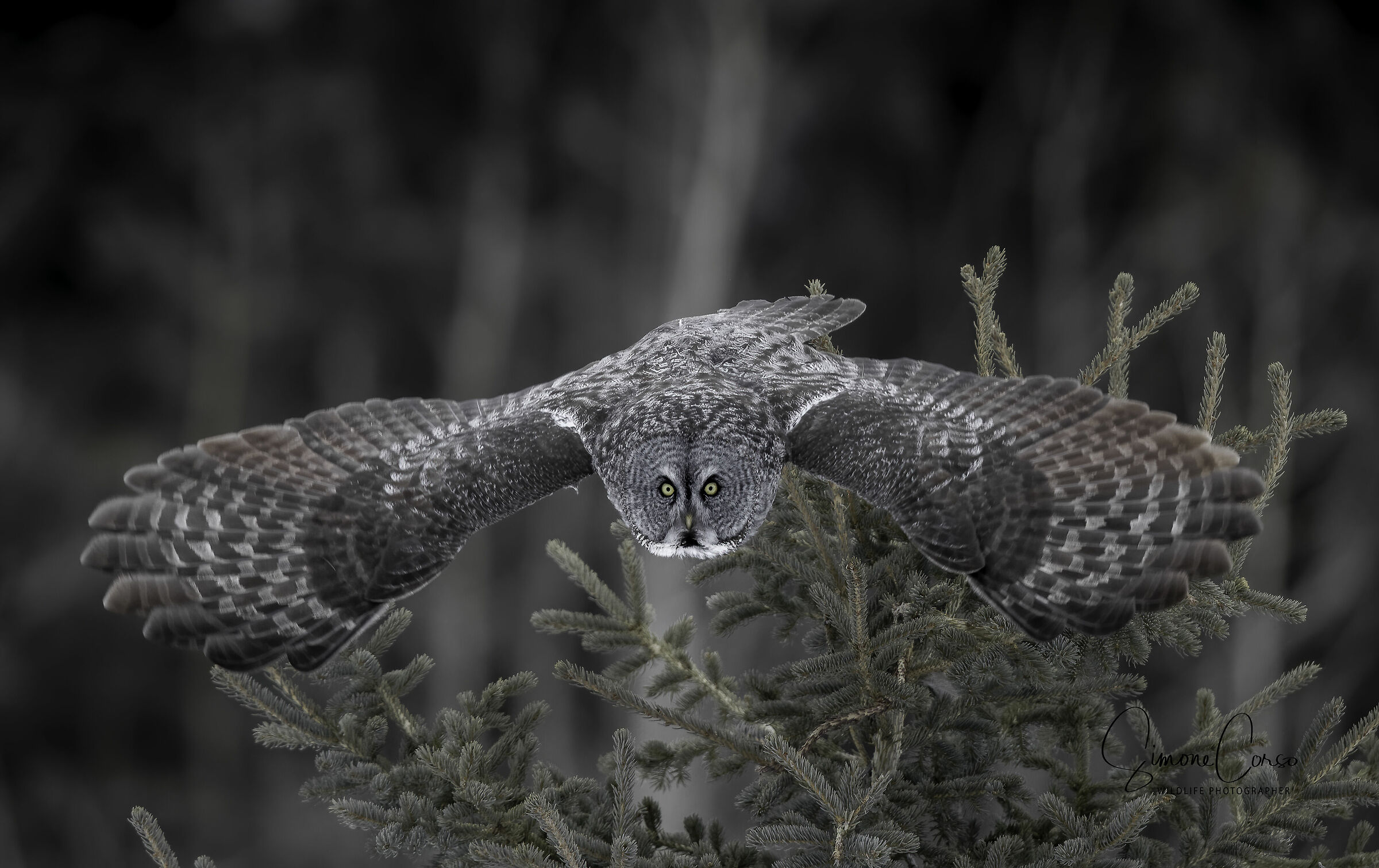 strix Nebulosa - Allocco di Lapponia
