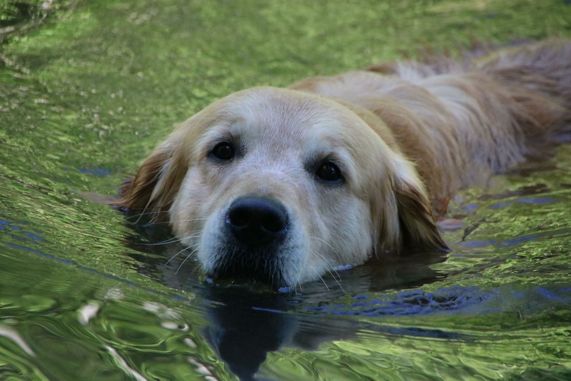 Mi sento un pesciolino