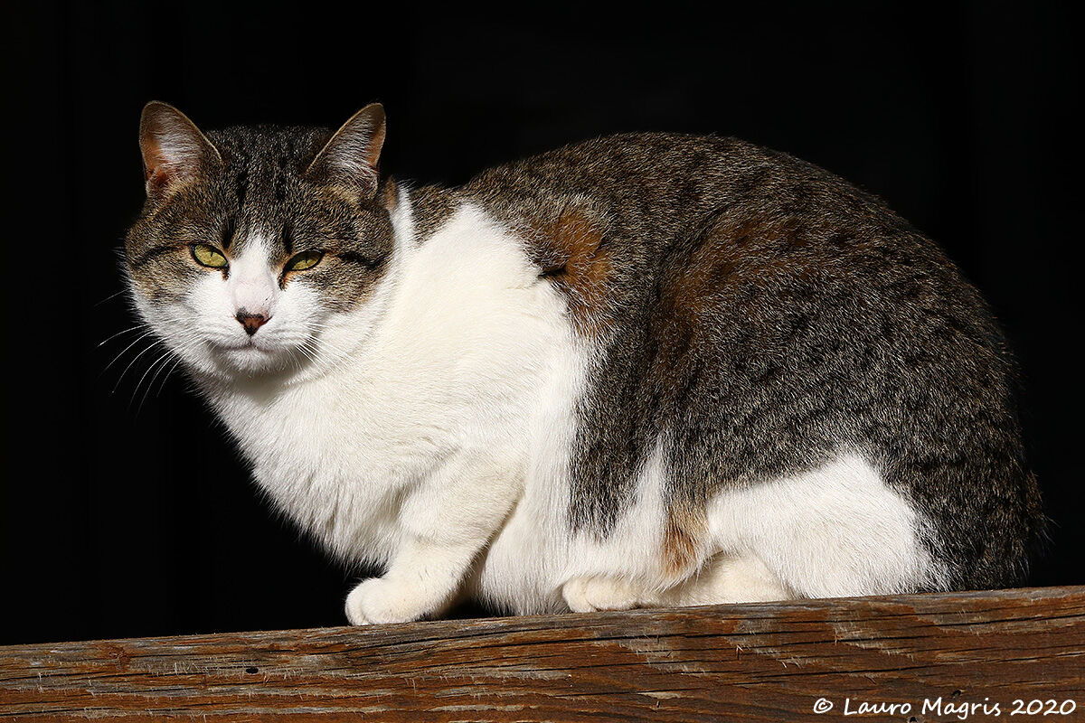 Un guardiano di Vallorch