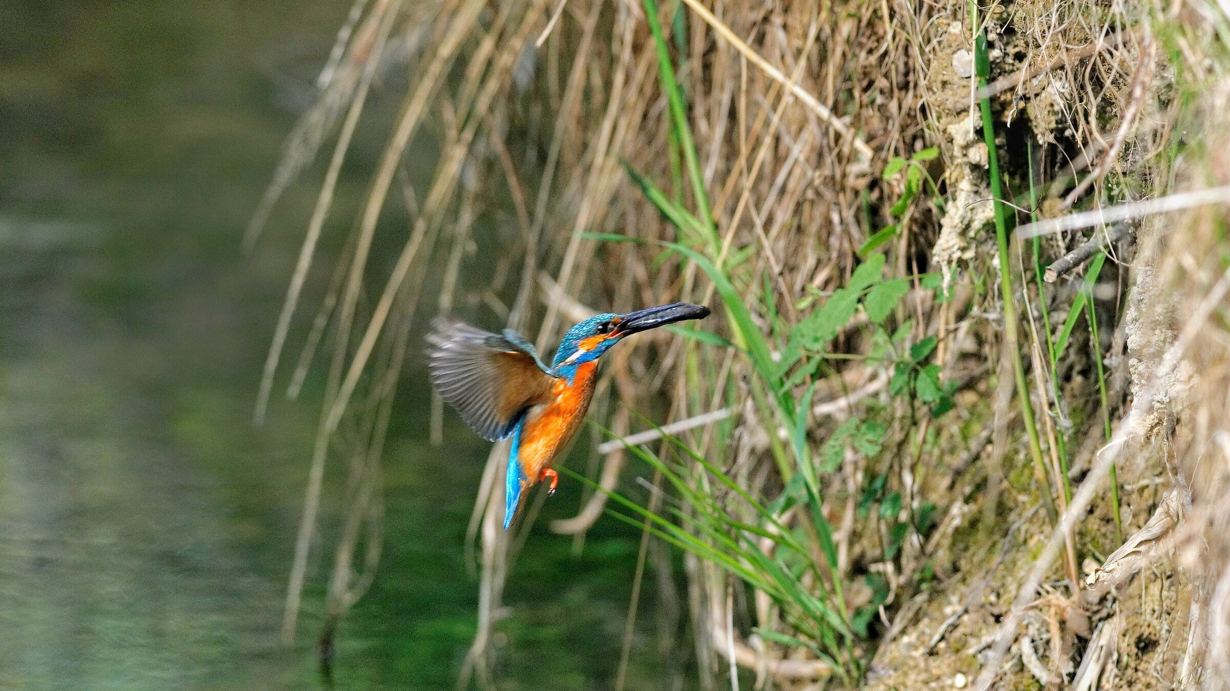 Kingfisher