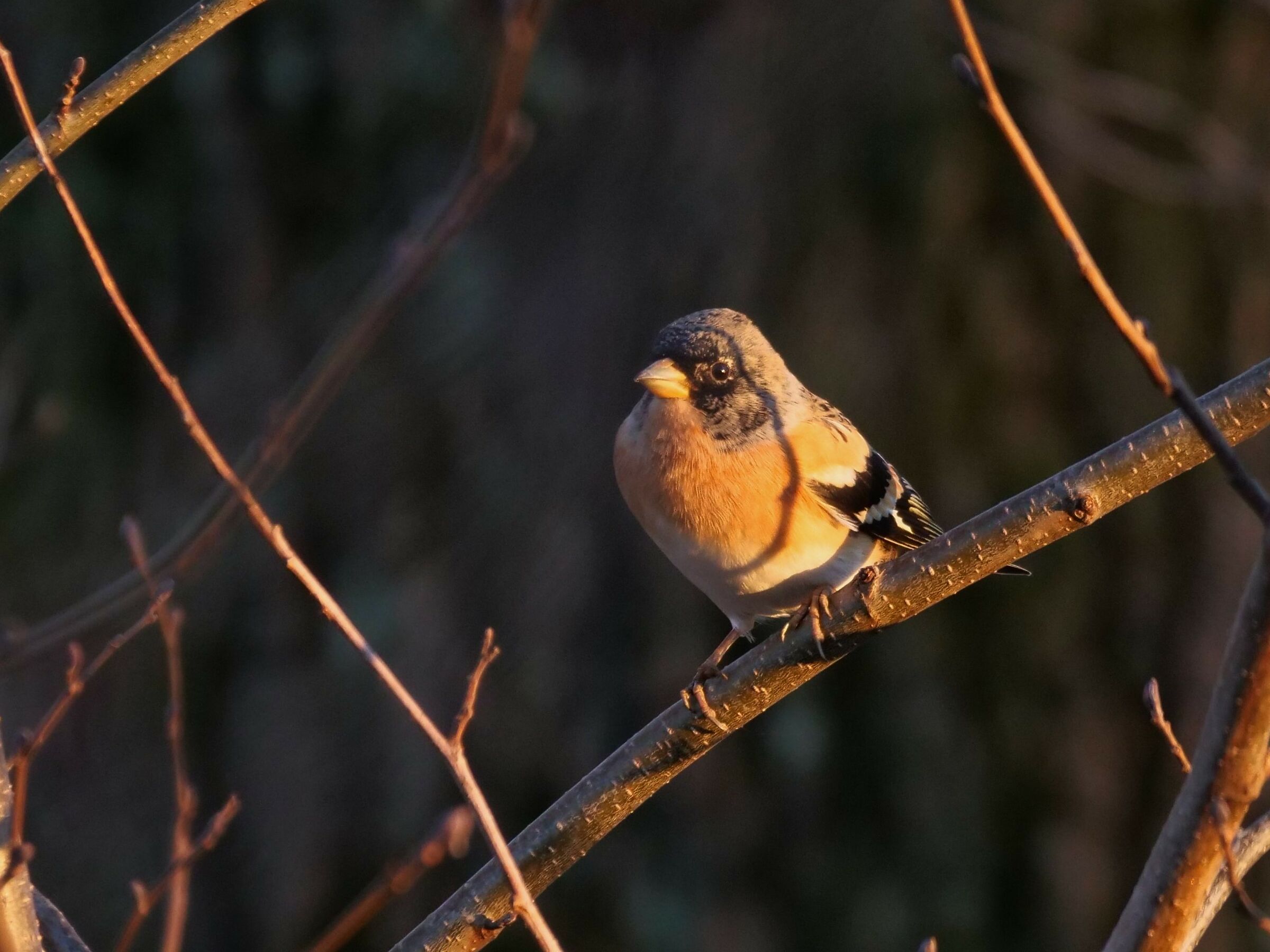 Peppola (Fringilla montifringilla)