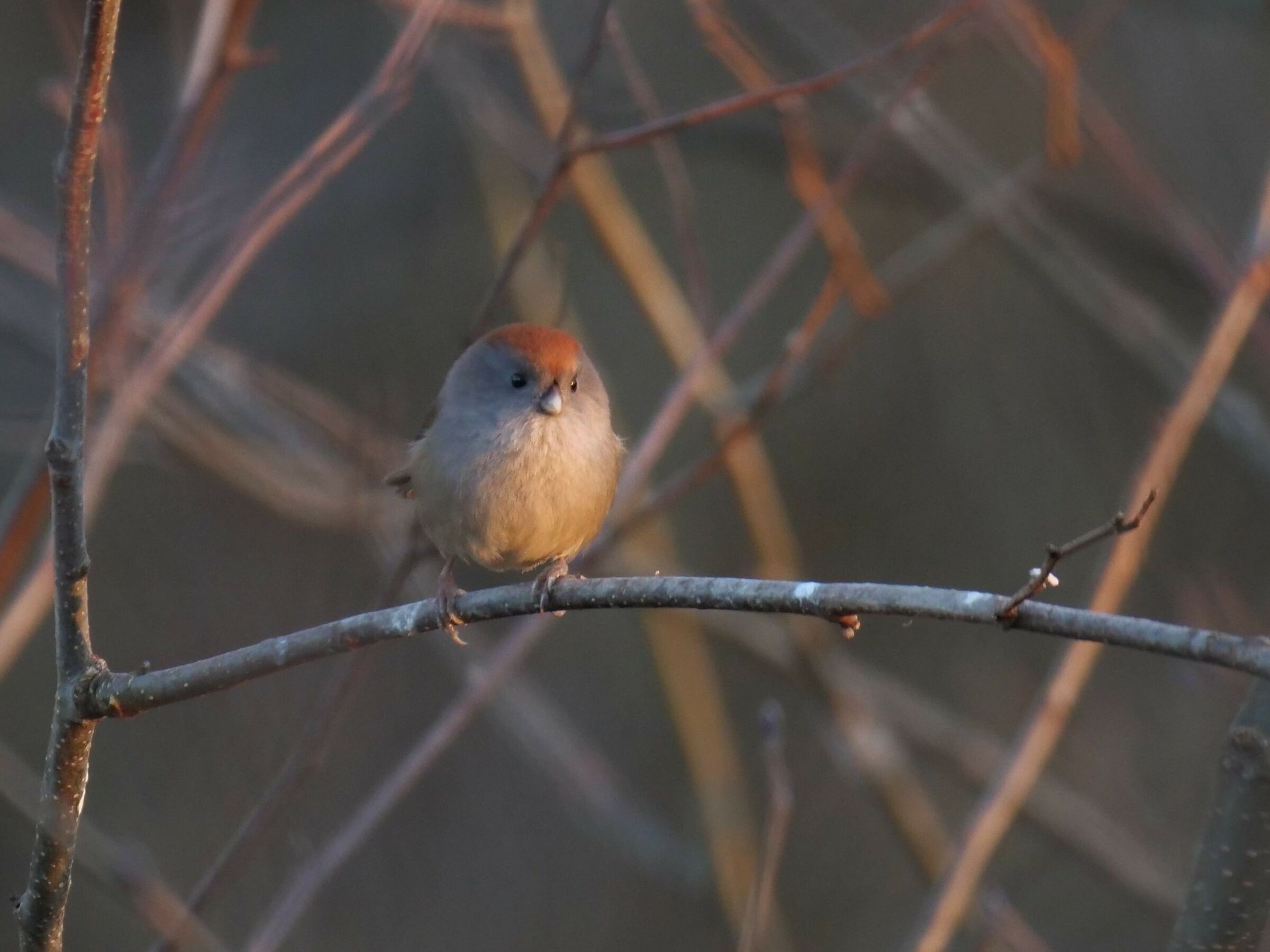 Panuro di webb (Sinosuthora webbiana)