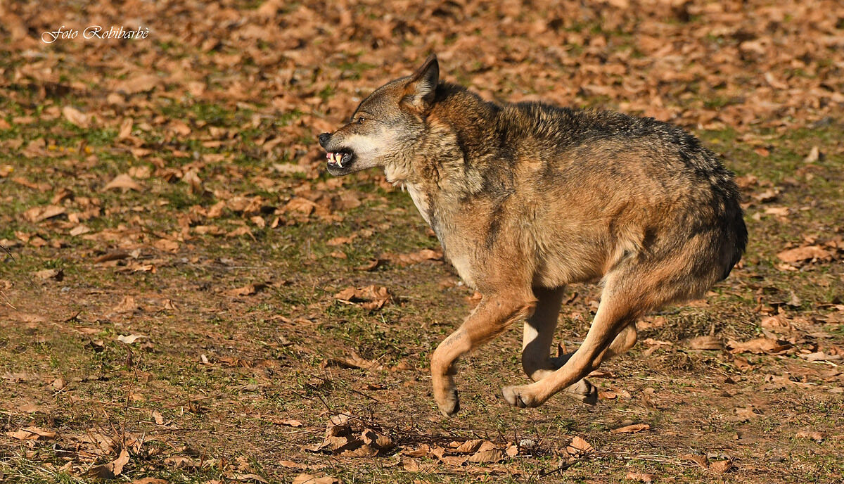 Attacco al tramonto...