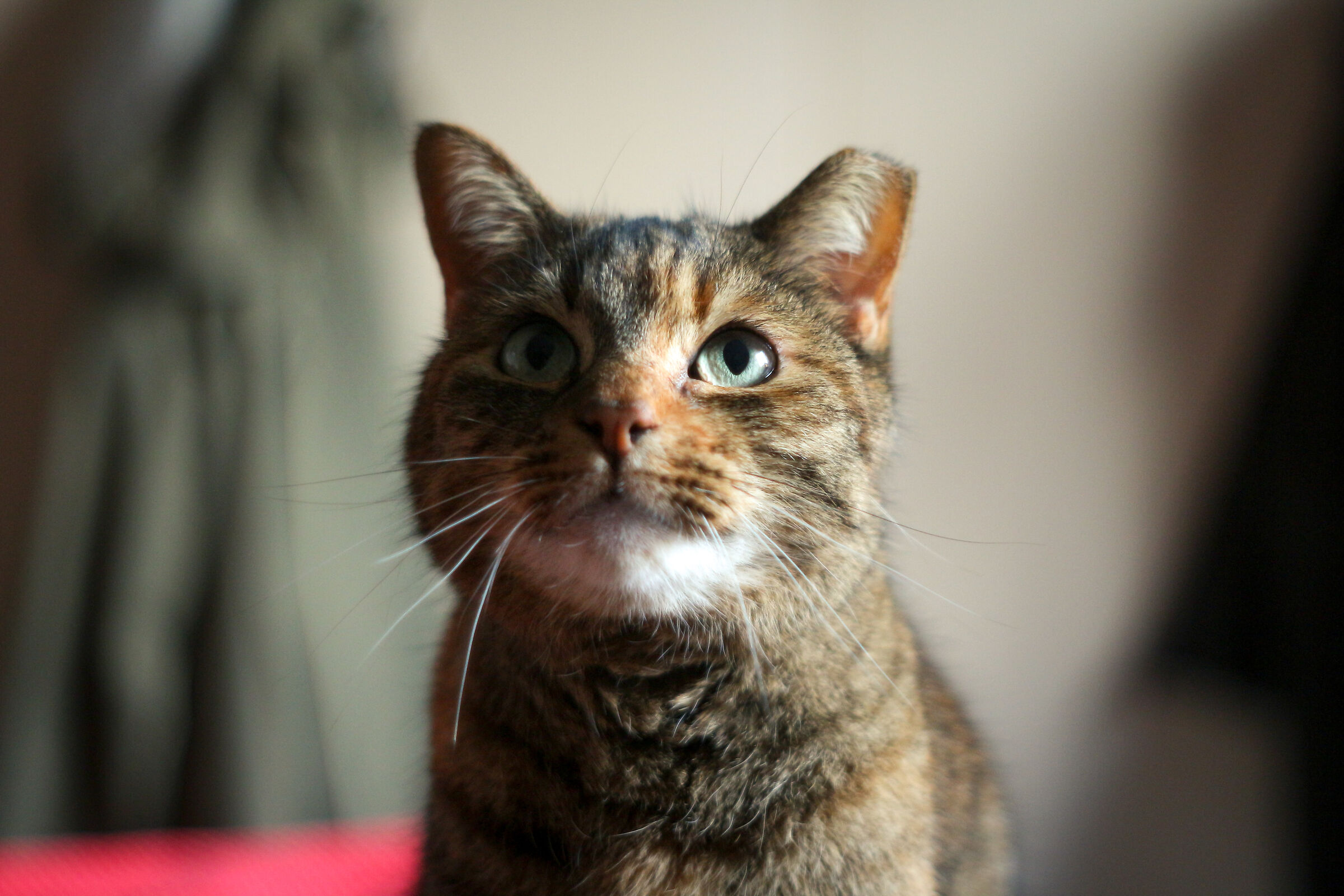 Meyer Gorlitz Oreston VS SMC Pentax-M