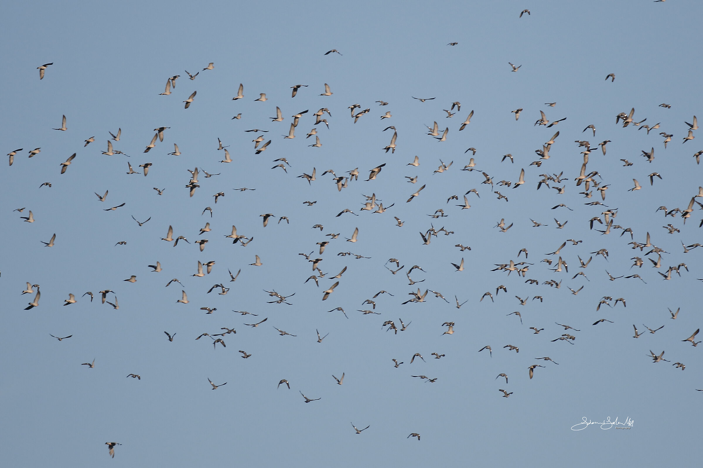 Morning flights (Columba palumbus, Linnaeus, 1758)