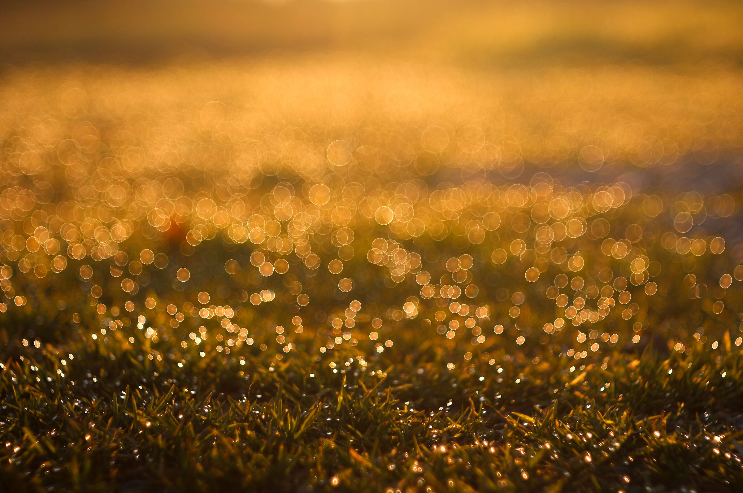 A little dew