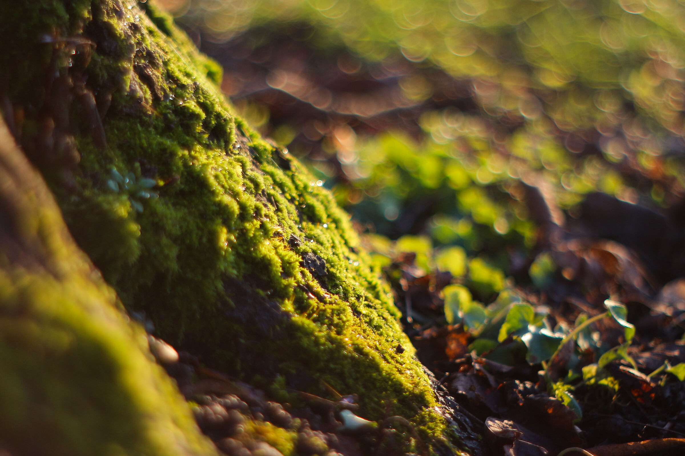 Moss