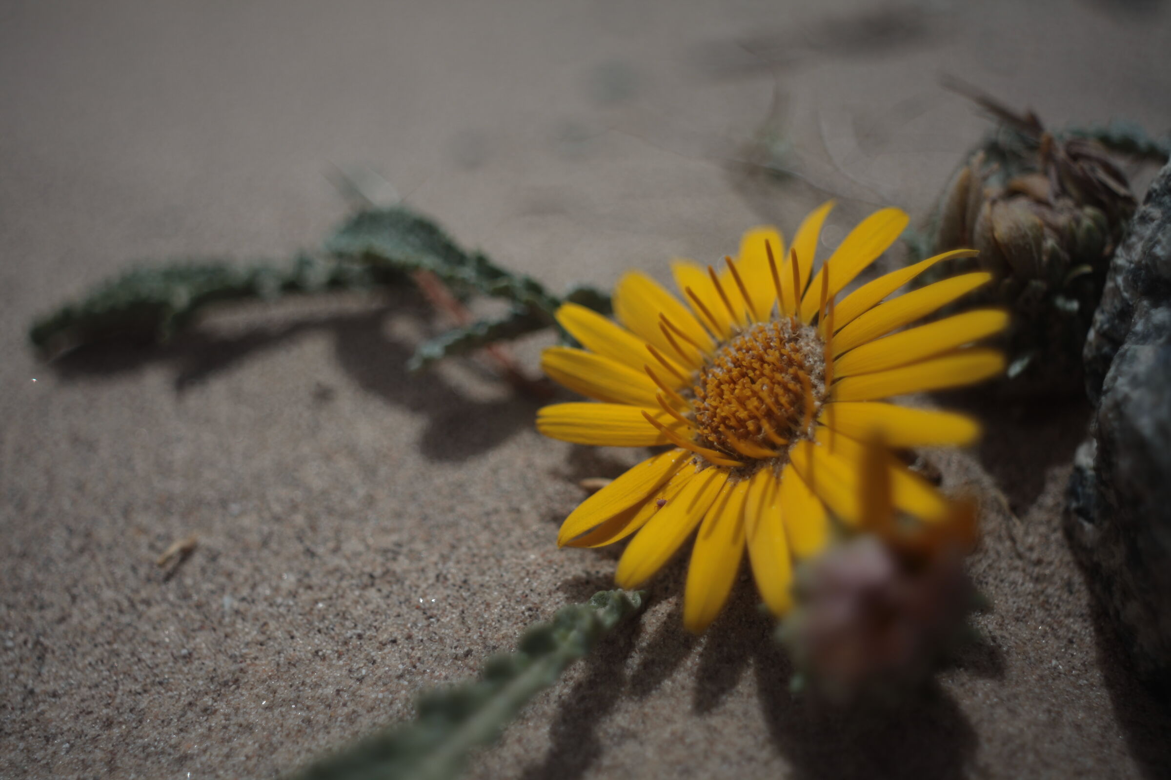 Flower in dunes