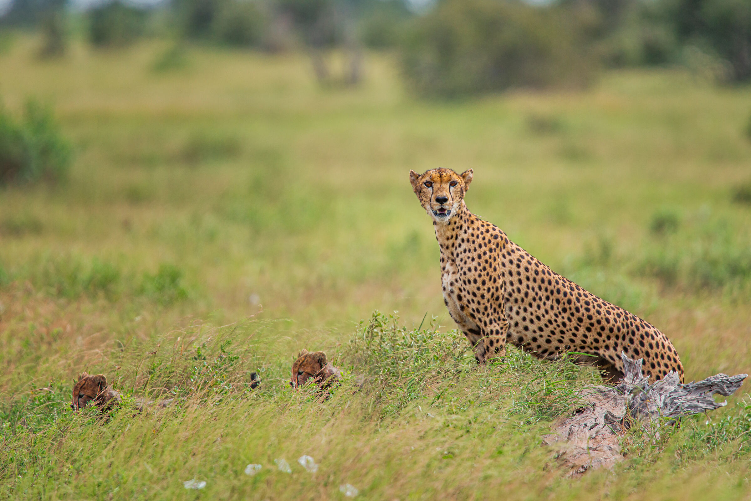 cheetah with kennels