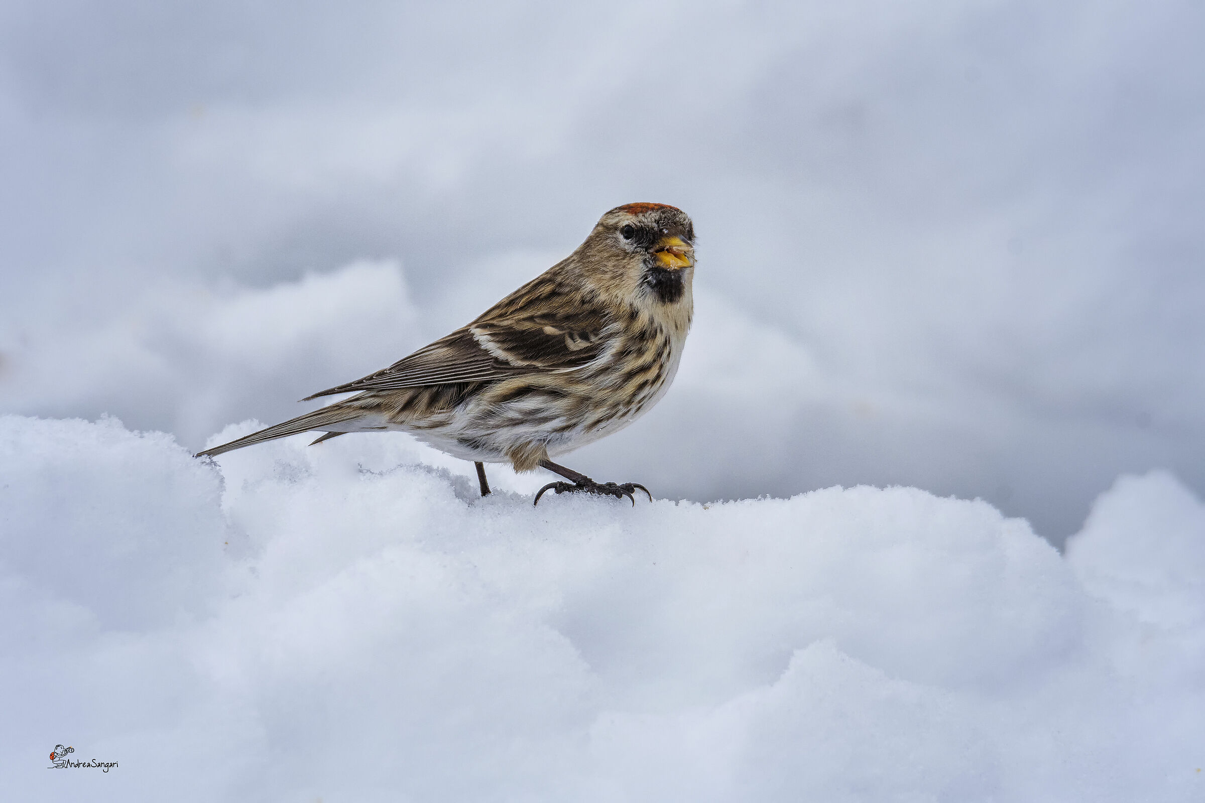 The surprise..... (organ)